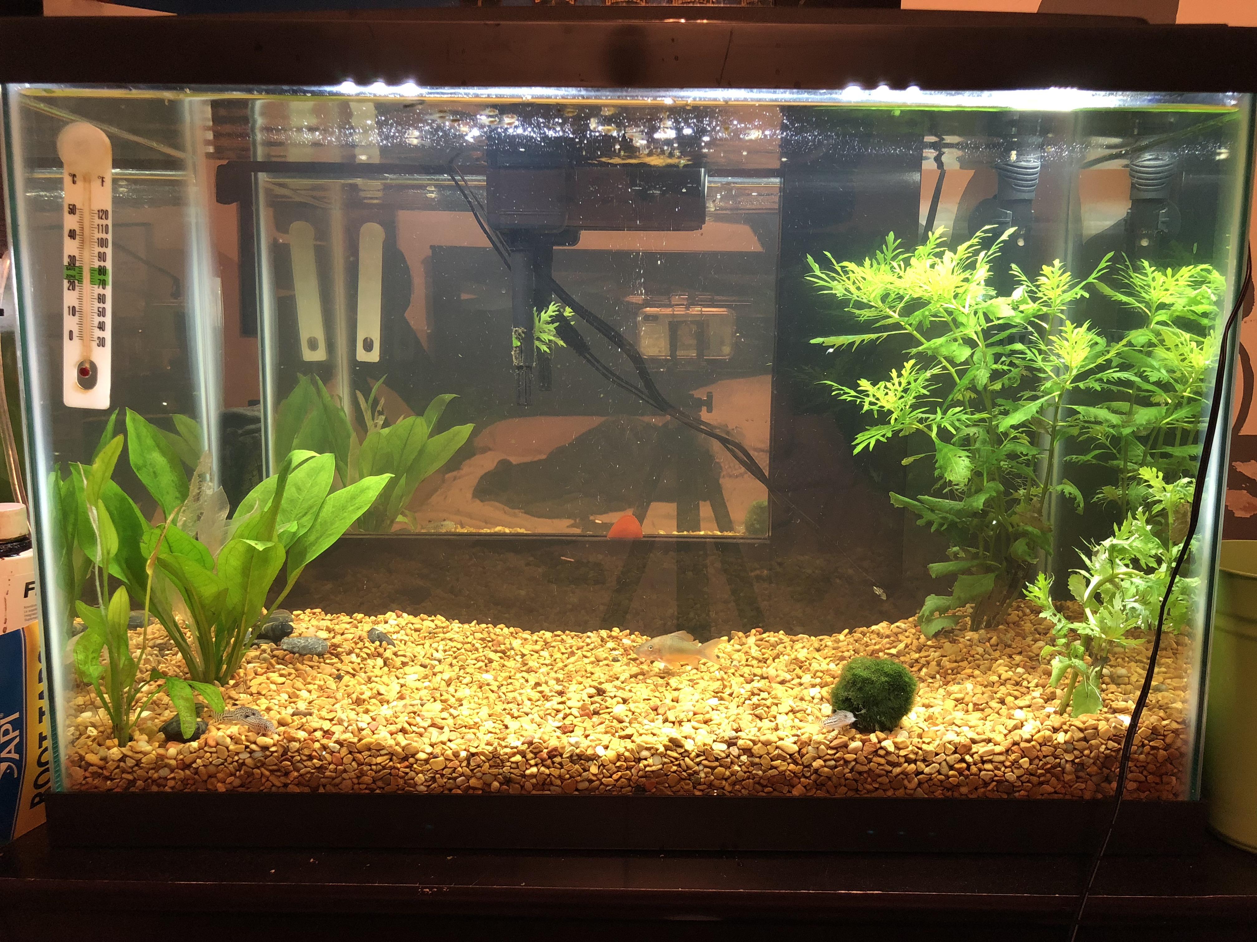 Hey guys this is my guppy fry tank 20g do you guys have any suggestions