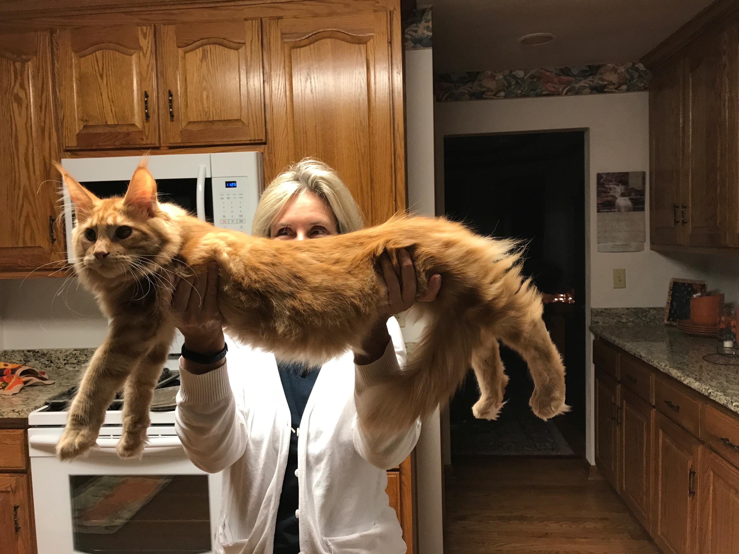My mom just sent me a photo of her six month old maine coon. r/cats
