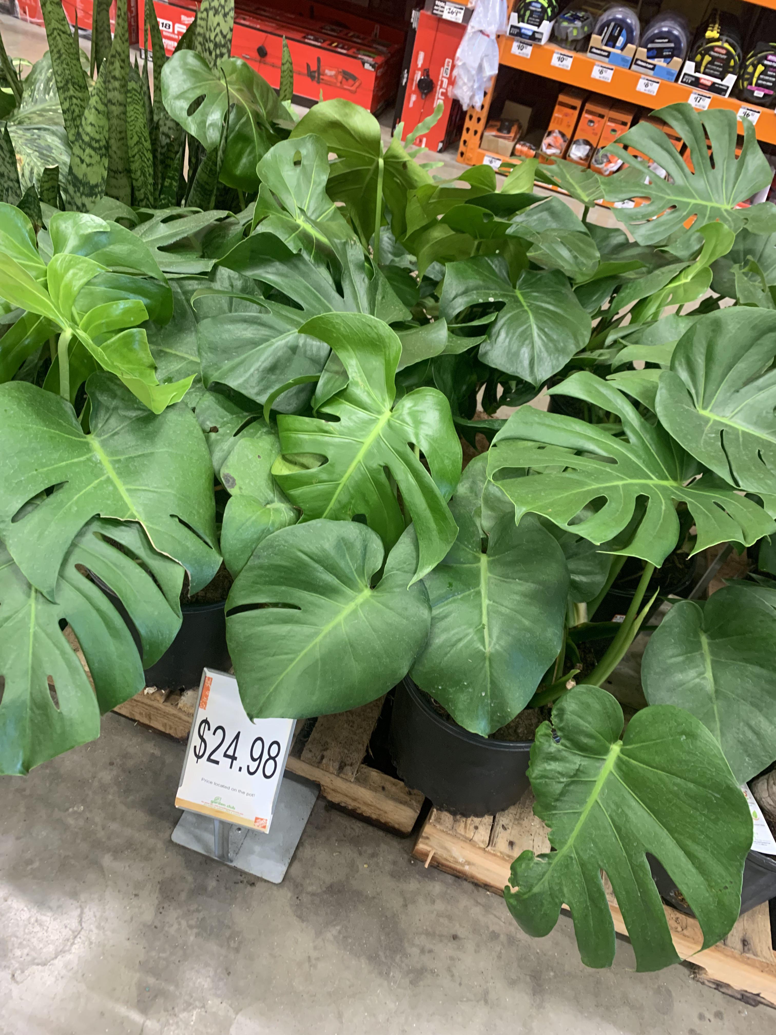 Monsteras at Home Depot. Good price or not so much? r/houseplants