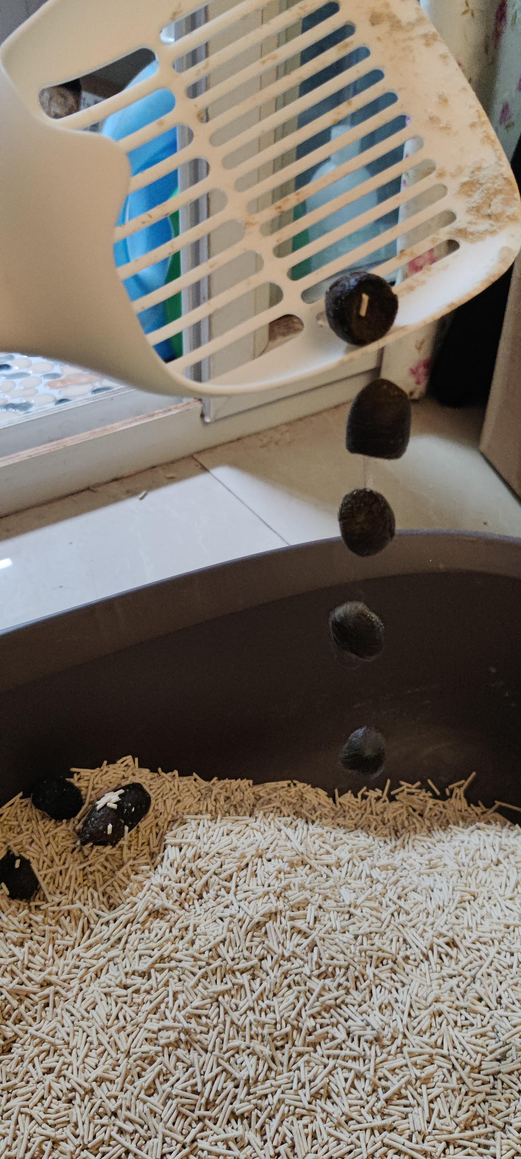 My cat swallowed a human hair. This is what I found in her litterbox