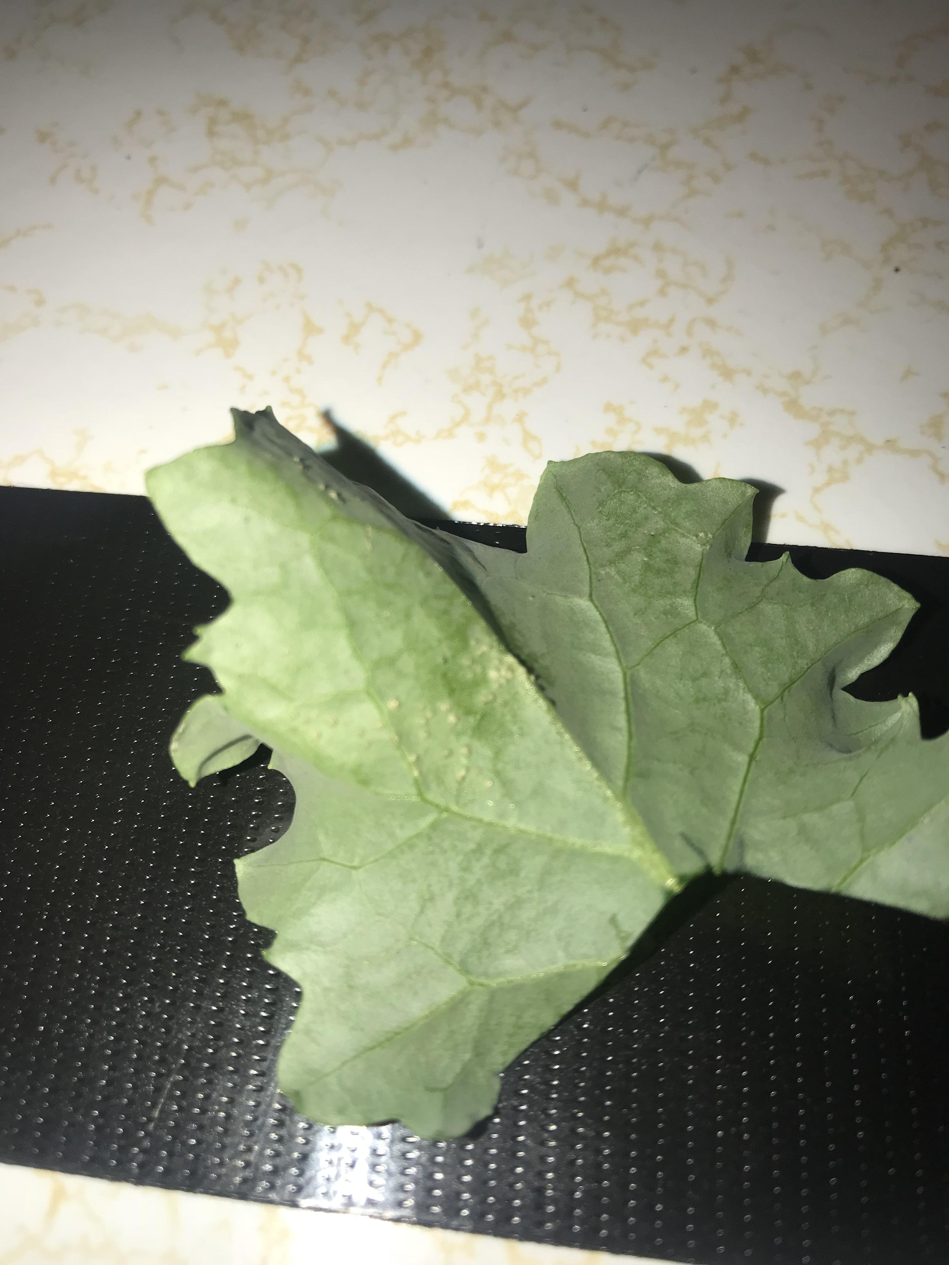 Help with spots on Kale r/gardening