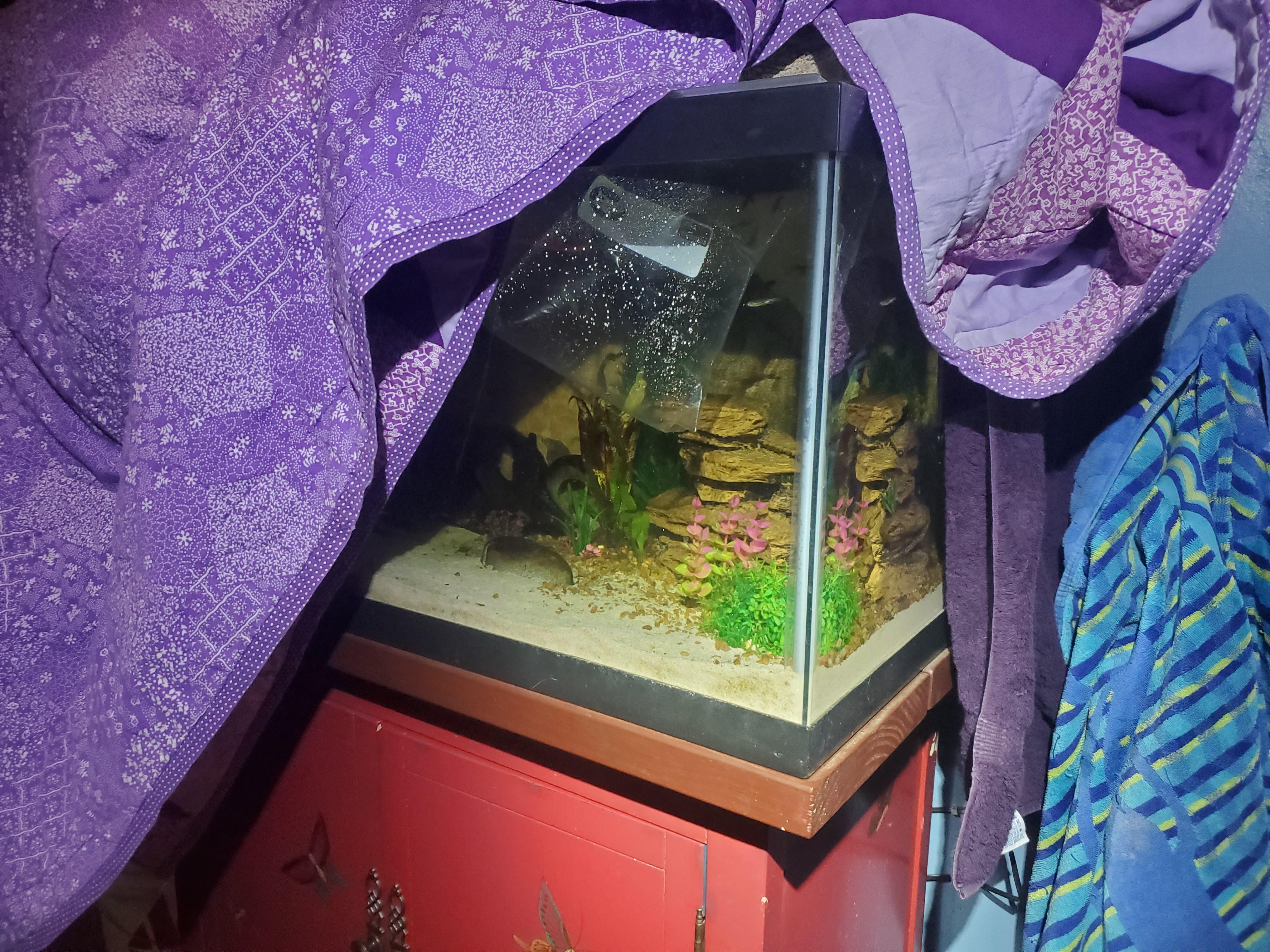 Our power is out. How else can I keep the fishes warm!?!? Halp r/aquarium