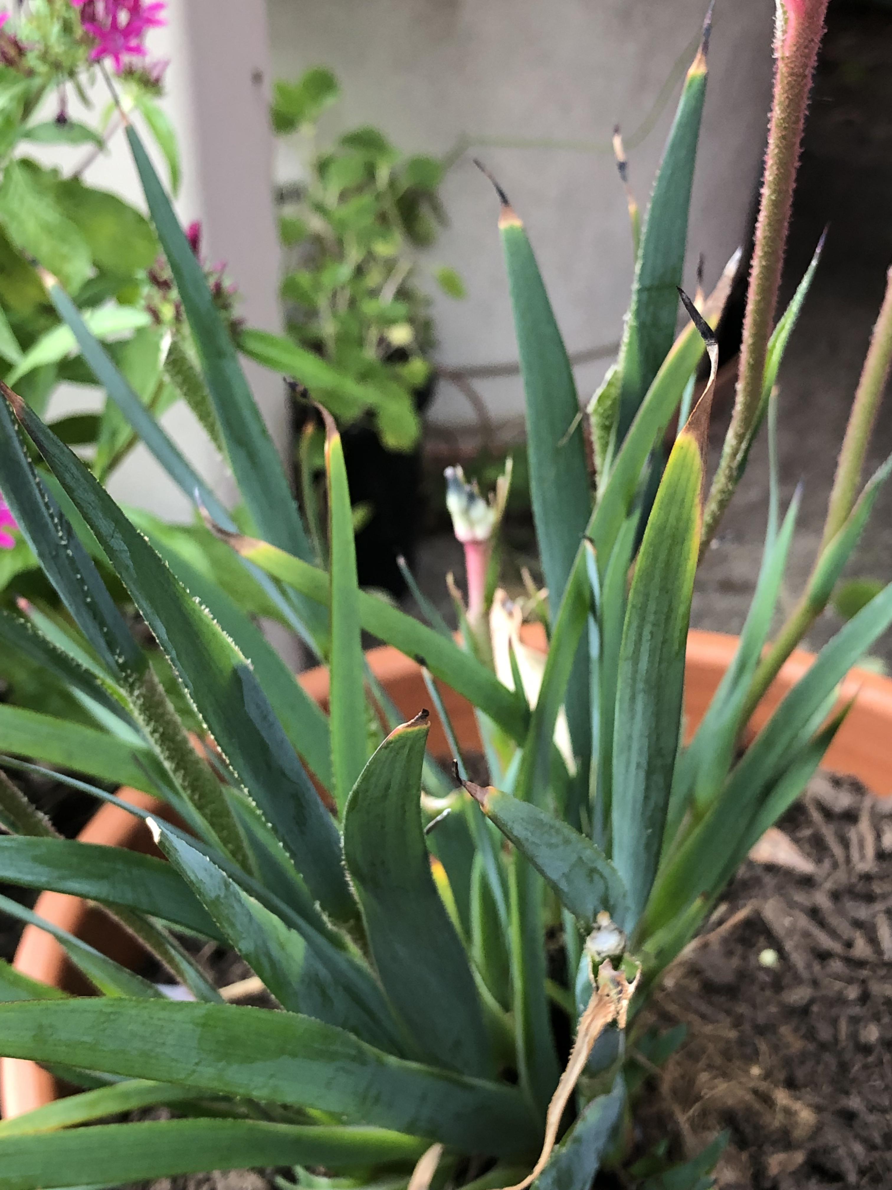Hello all. Any idea what’s going on with this potted kangaroos paw? I’m
