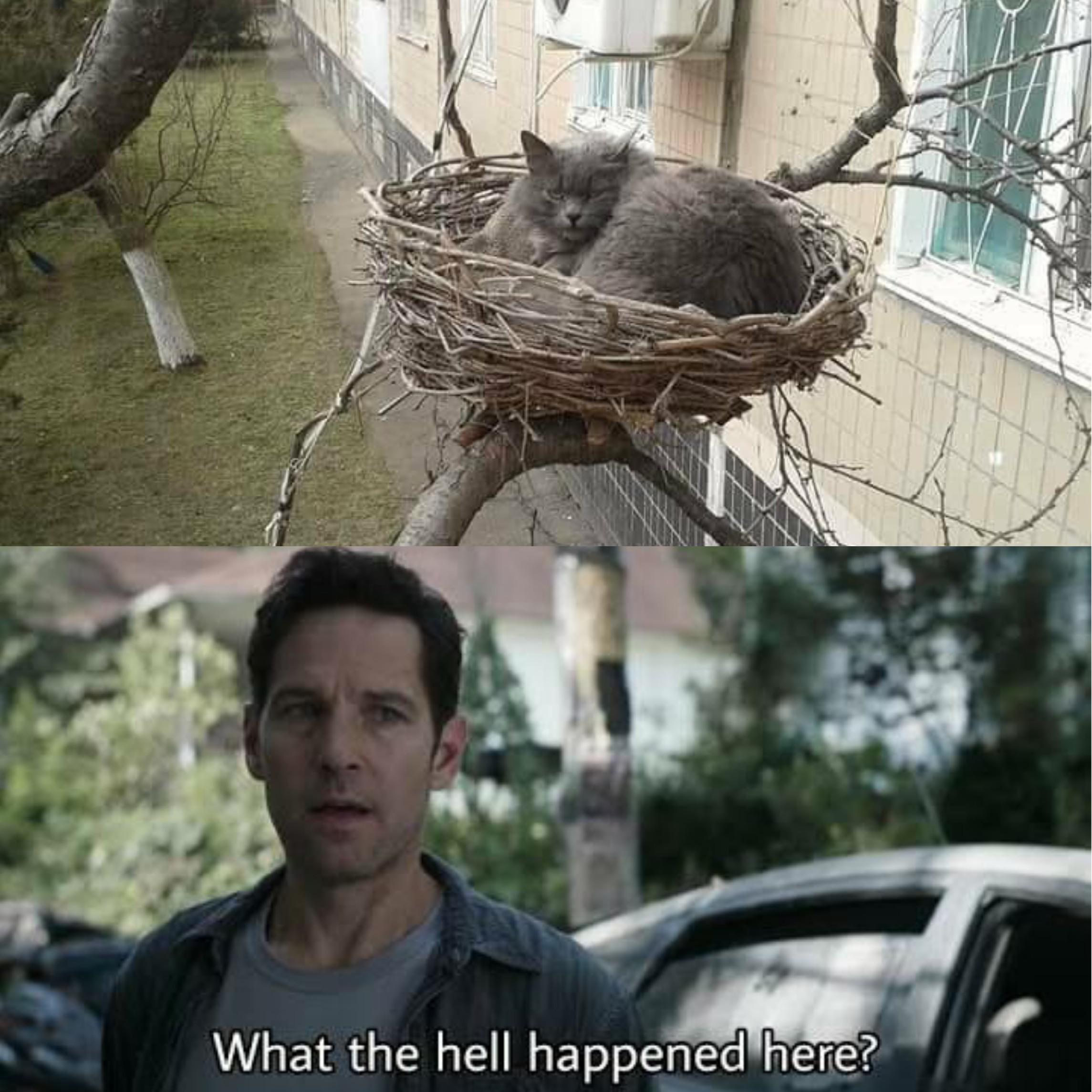 It's weird... They just disappeared r/memes
