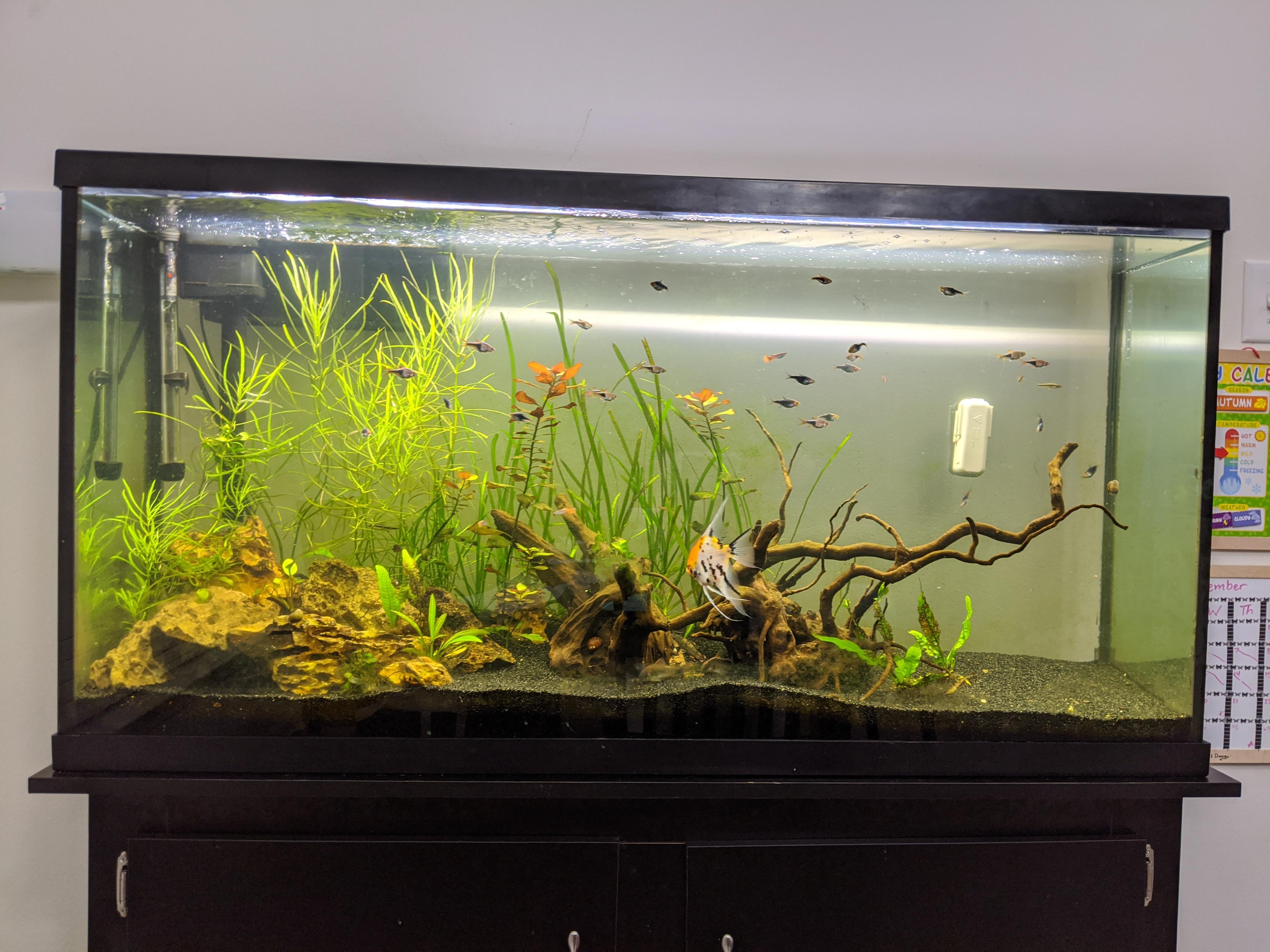 Trying to find out if I have a good tank setup/tank mates for Apisto's. Stats in comments r