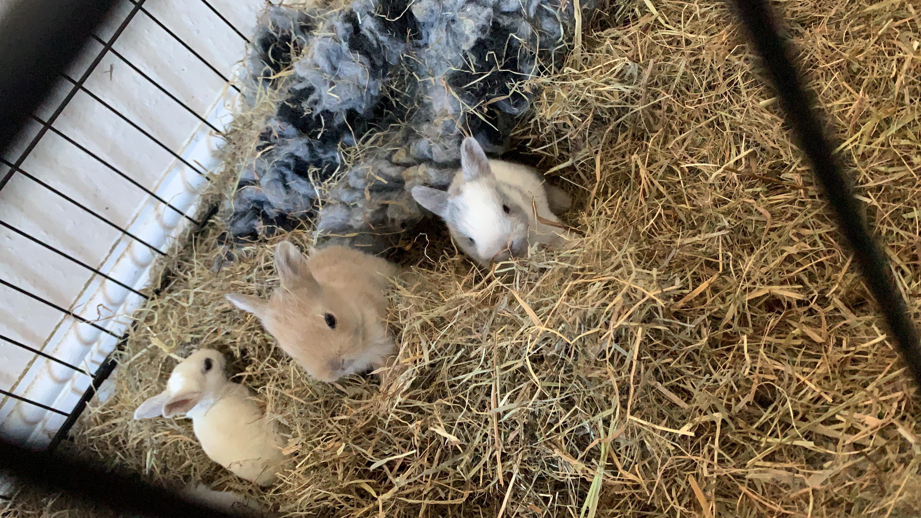 I rescued two female rabbits about 5 weeks ago and it turns out one had