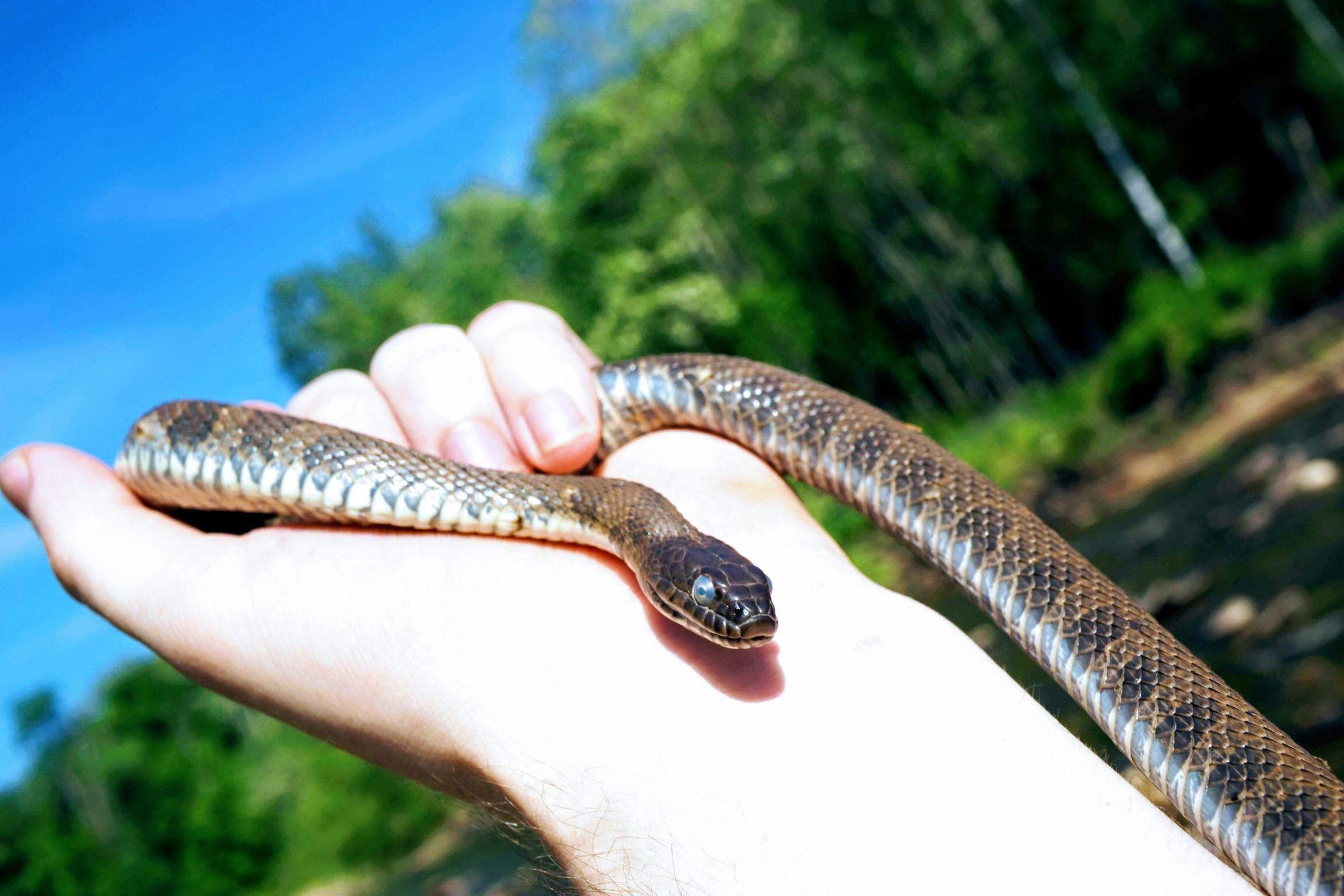 One of the larger Northern water snakes I’ve caught. r/herpetology