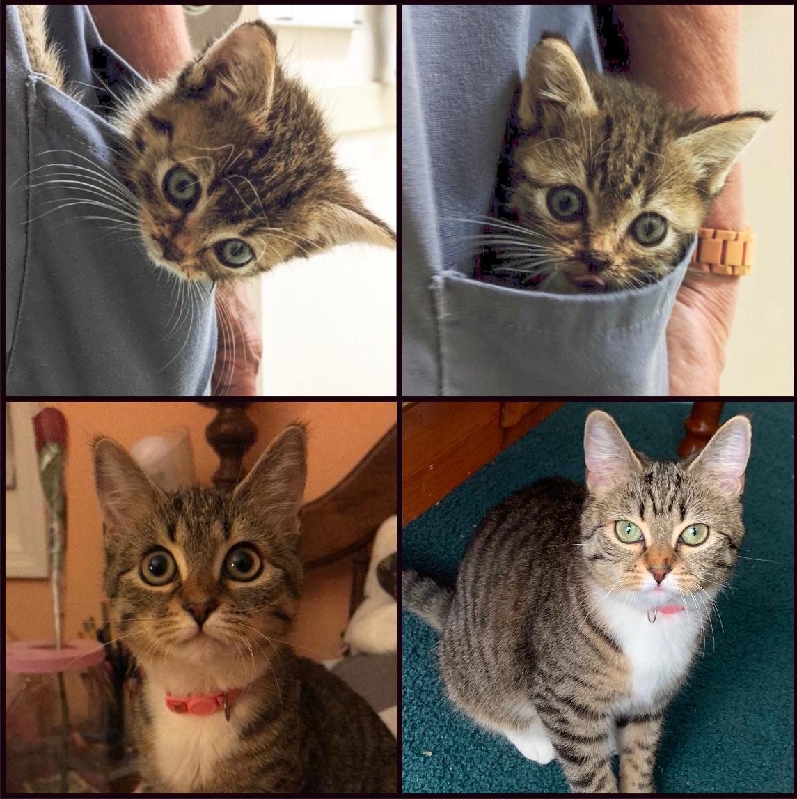 Reddit, meet pk!!! Short for pocket kitty(I’m sure you can see why) r