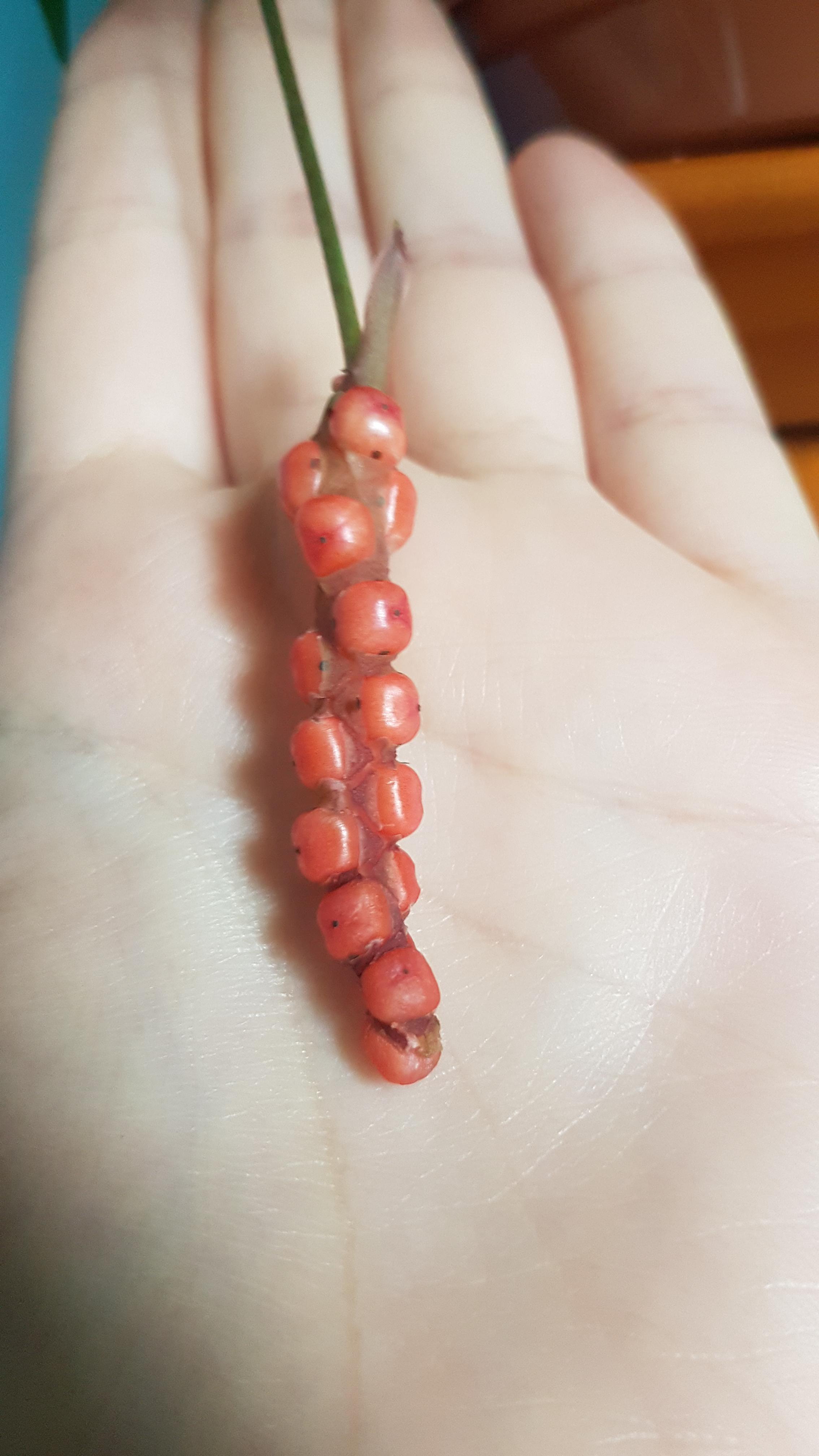 Anthurium gracile (?) How and when do I harvest the seeds and prepare