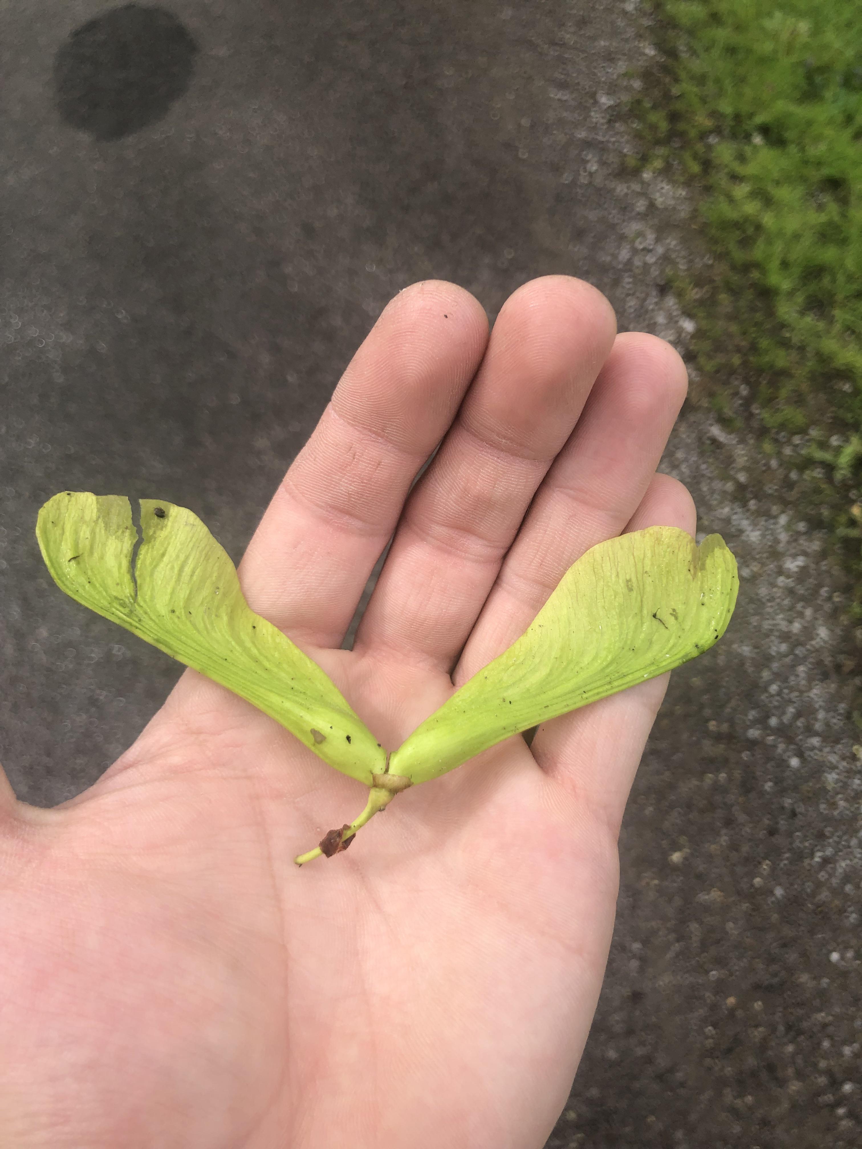 One of the biggest helicopter seeds I???ve ever seen. Made me smile, just