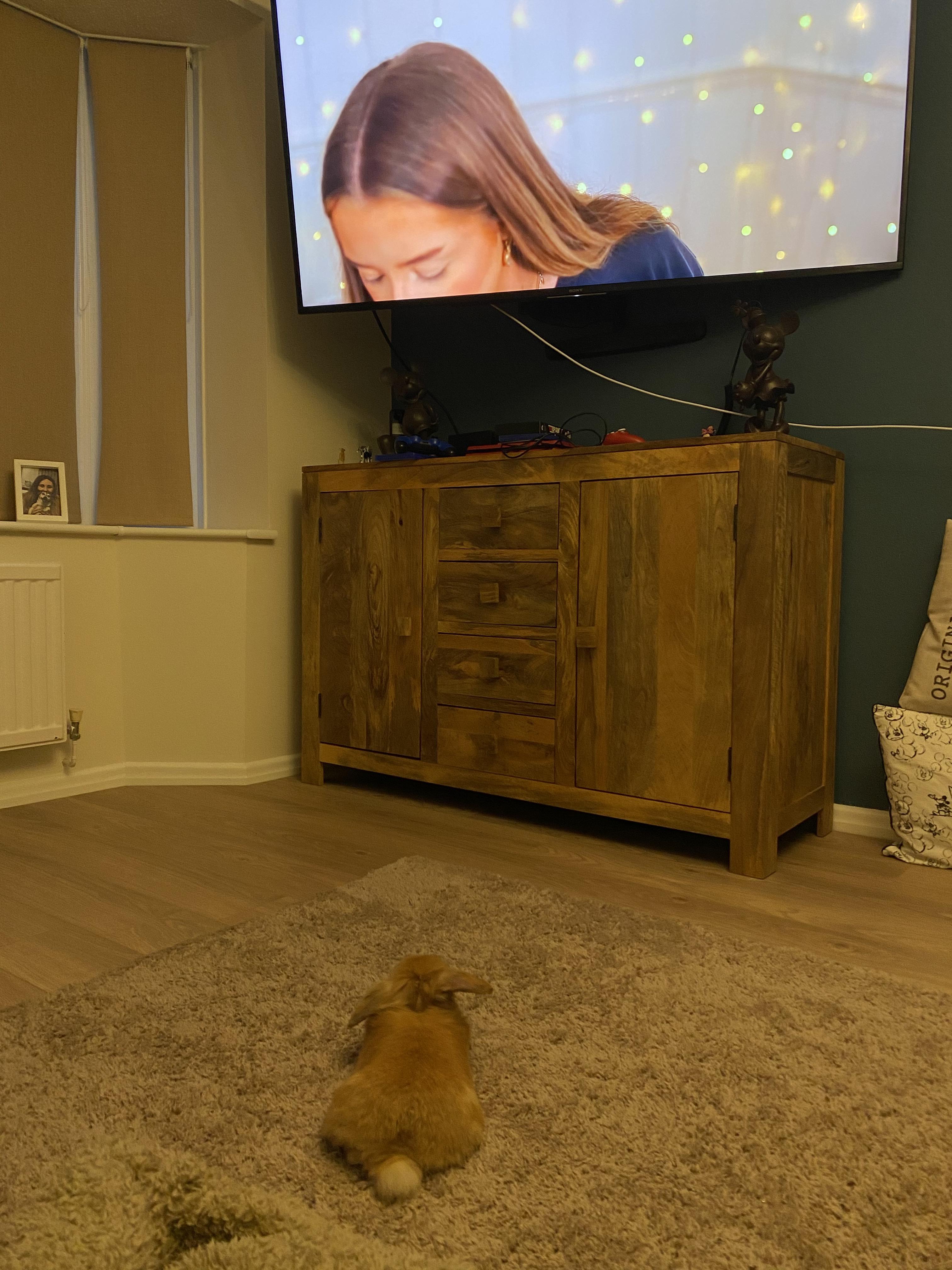 Anyone else’s bun love watching TV? r/Rabbits