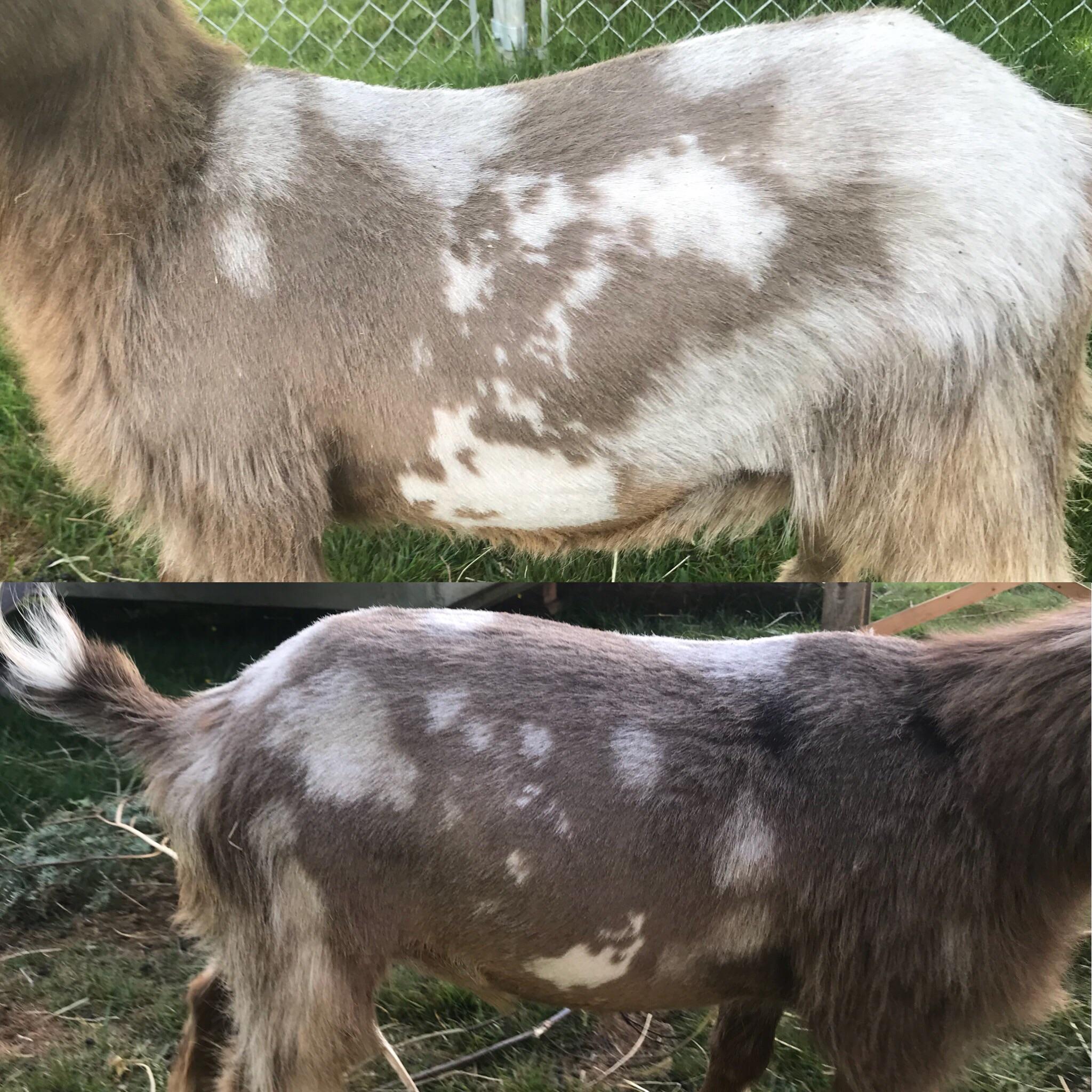 Shaved the boys in an attempt to see where copper deficiency begins and