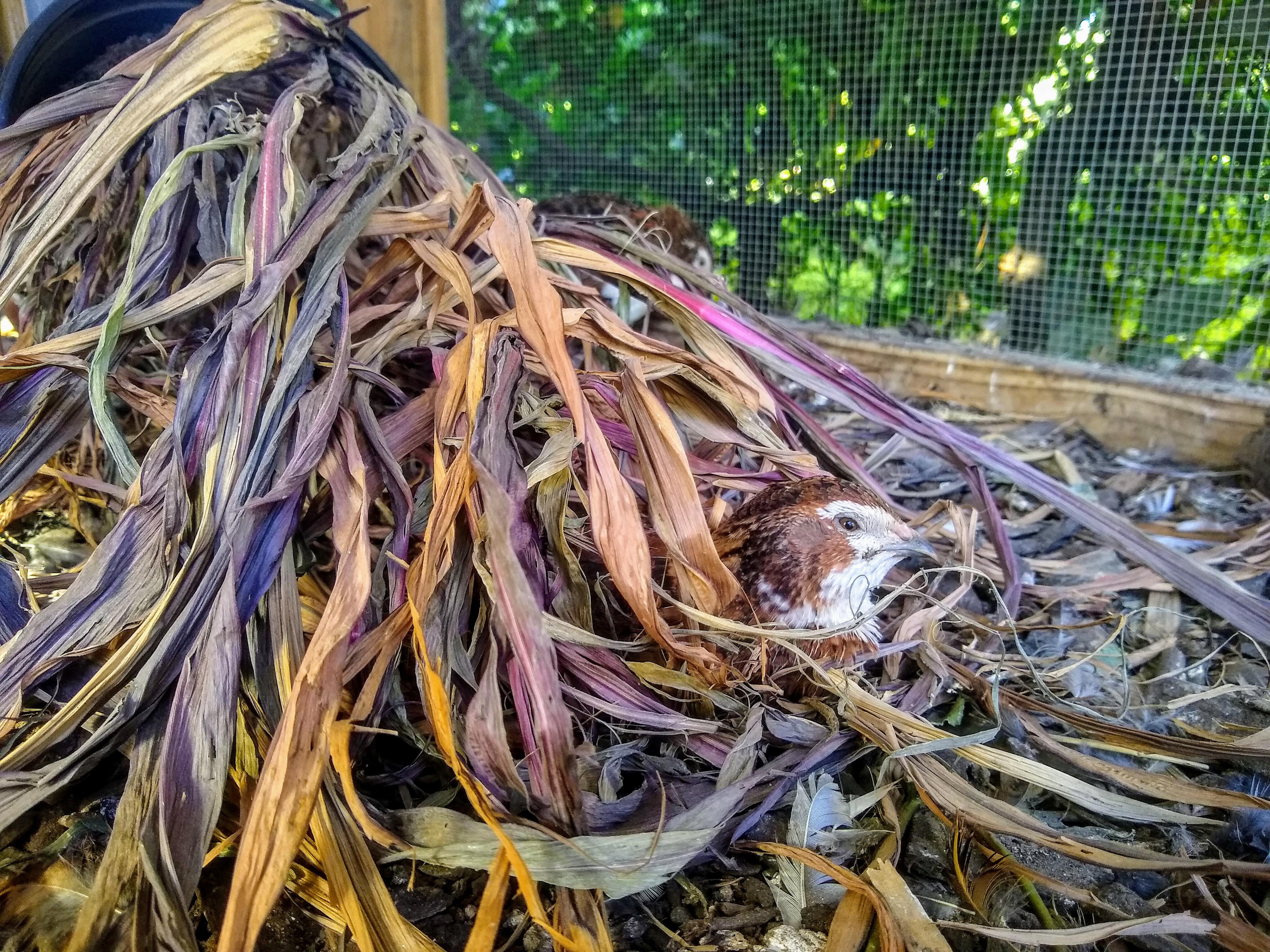 We decorate the quail aviary with lovely plants (millet). The quail