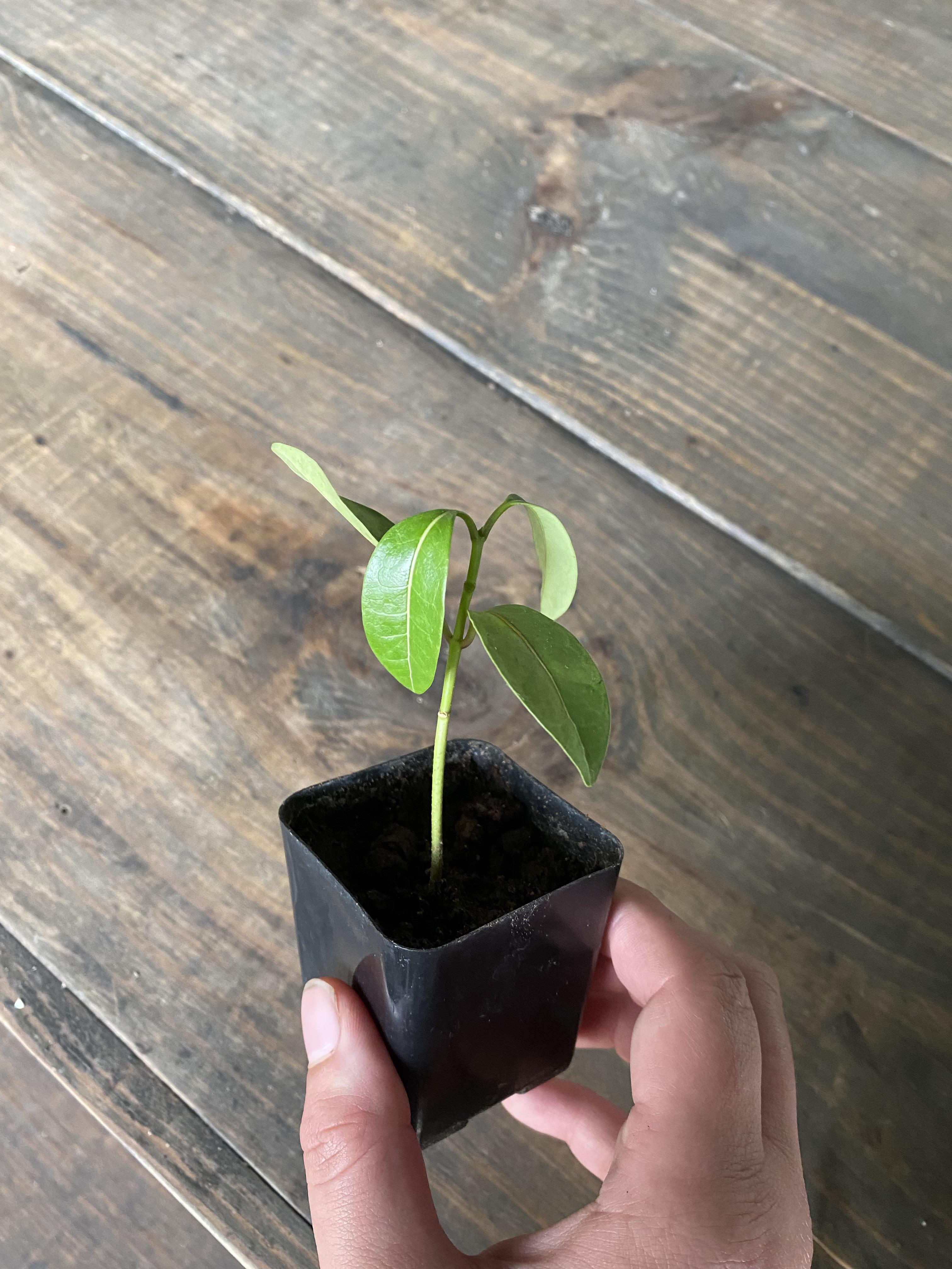 The top two leaves on my young Madagascar Jasmine started drooping