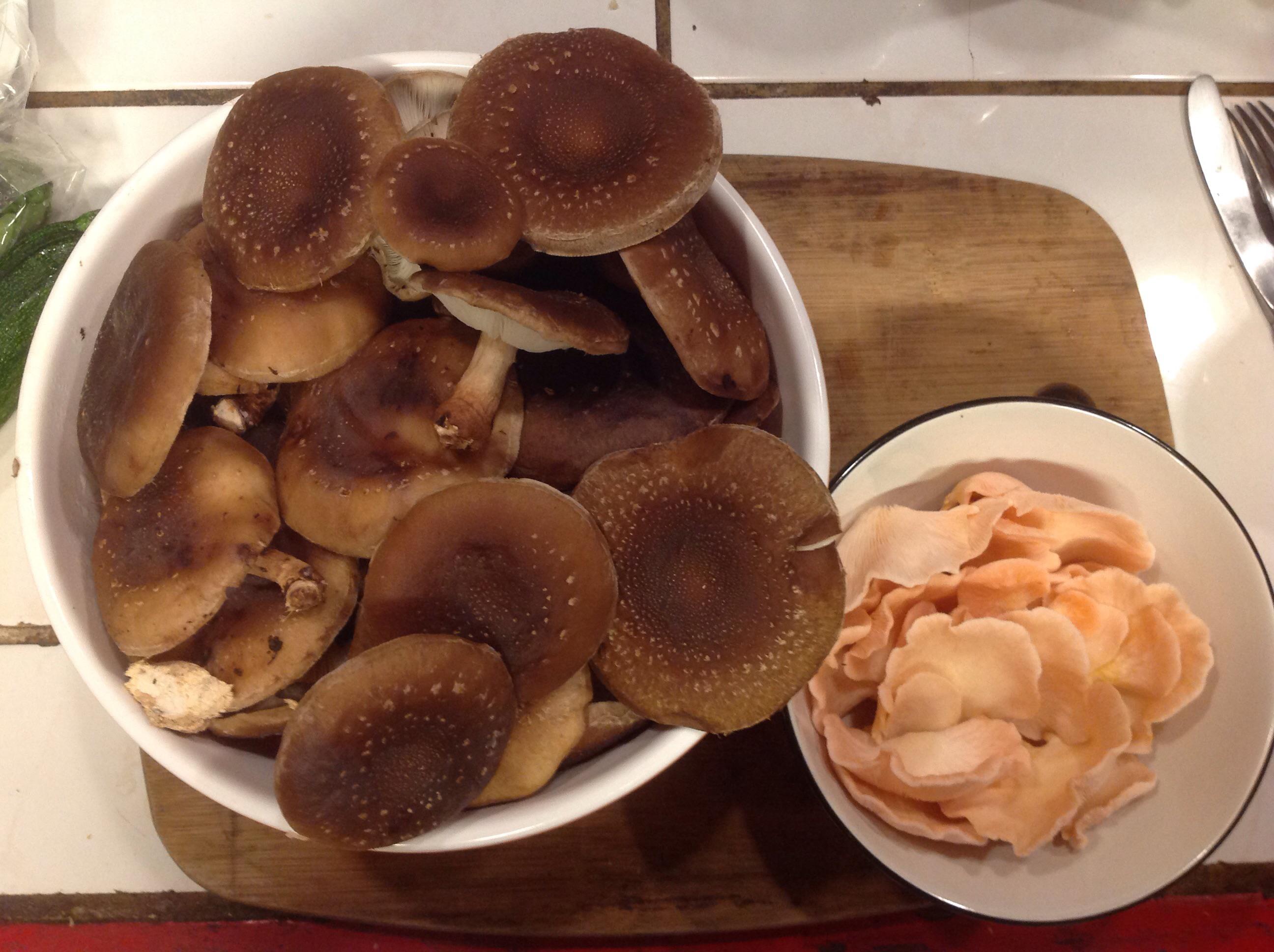 [gourmet]These shiitake and pink oyster mushrooms harvested in time