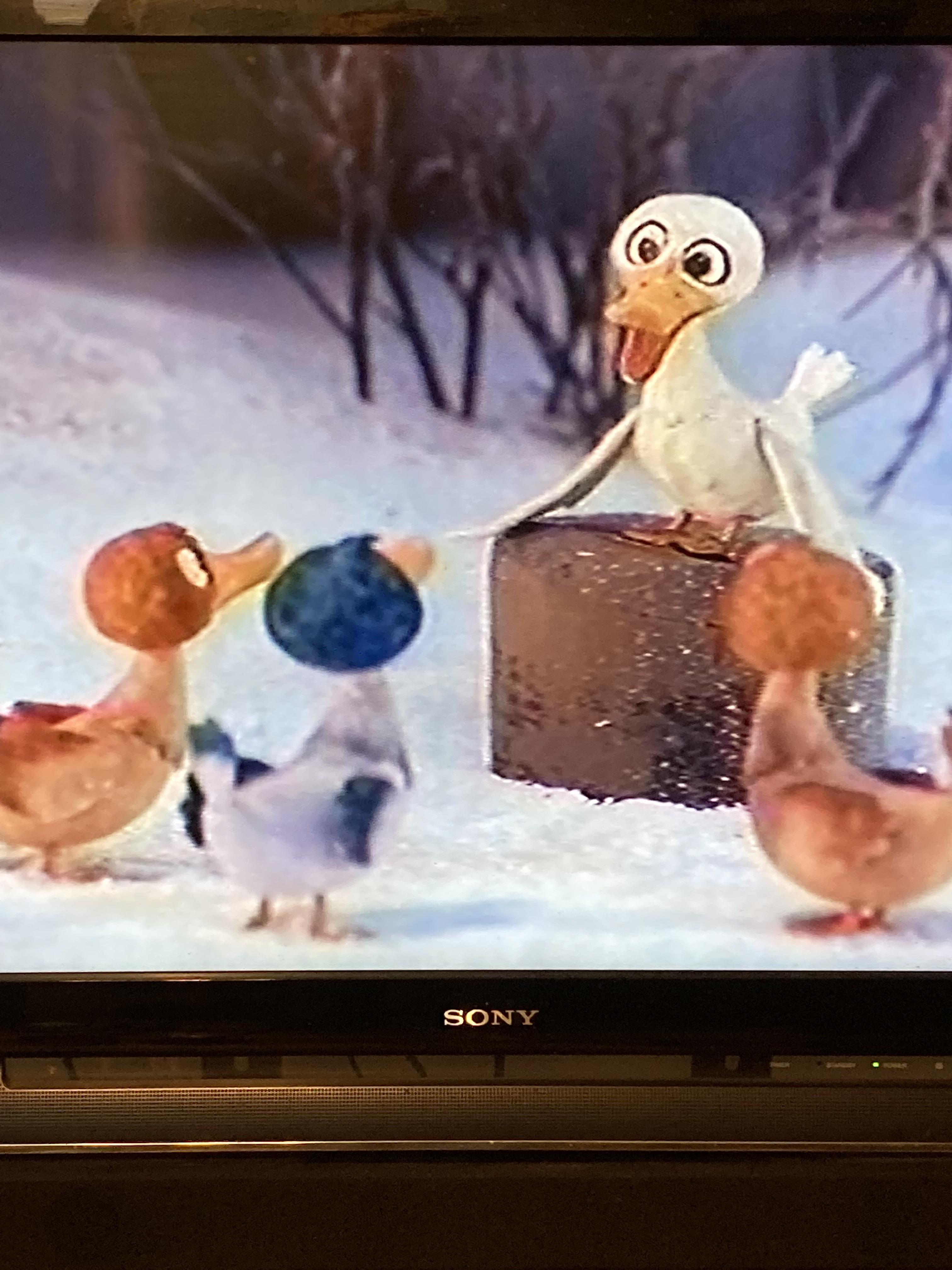 What’s the Best to use my duck fertilizer? I have a flock of pet ducks