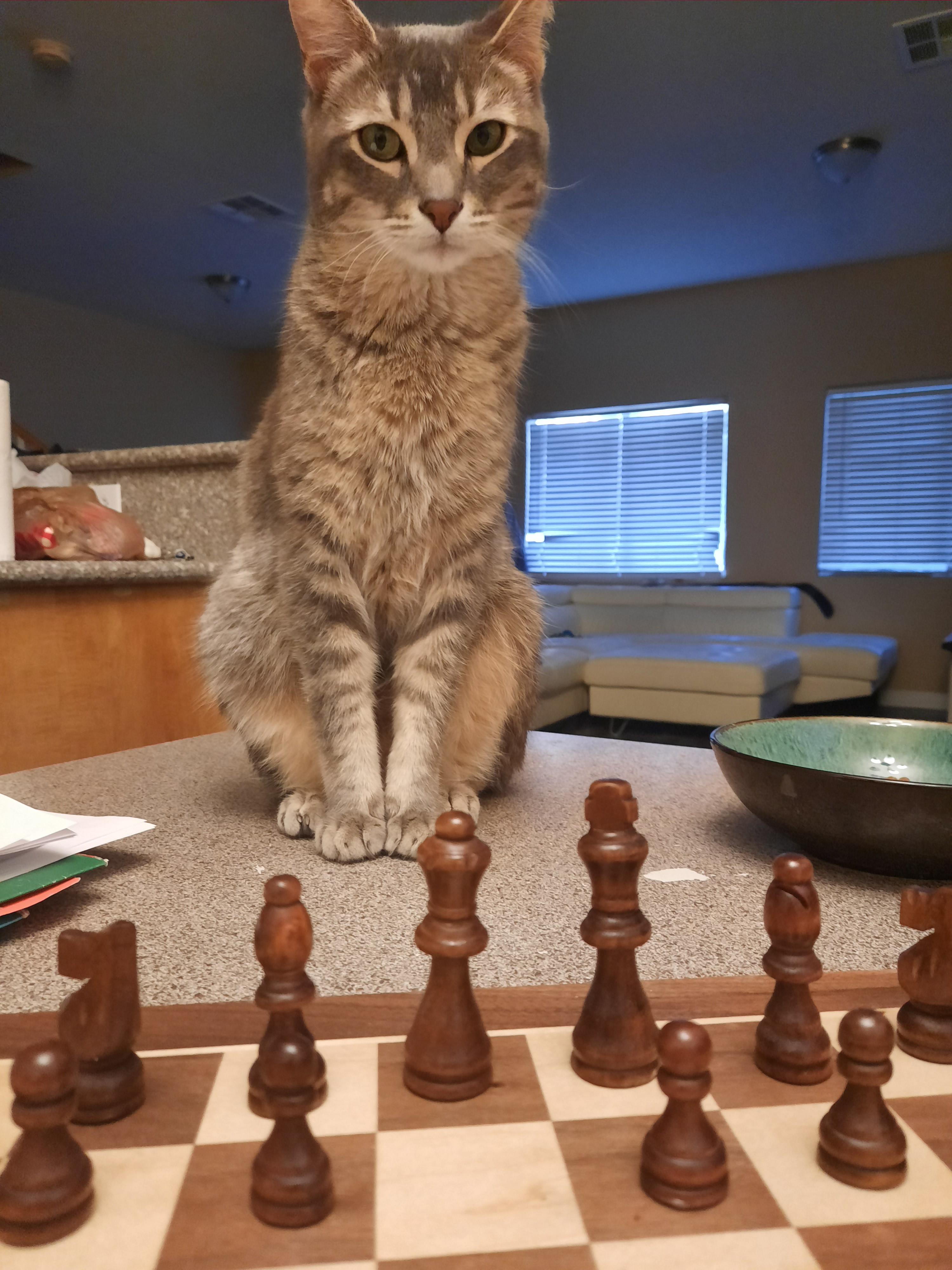 My chess partner these days. chess