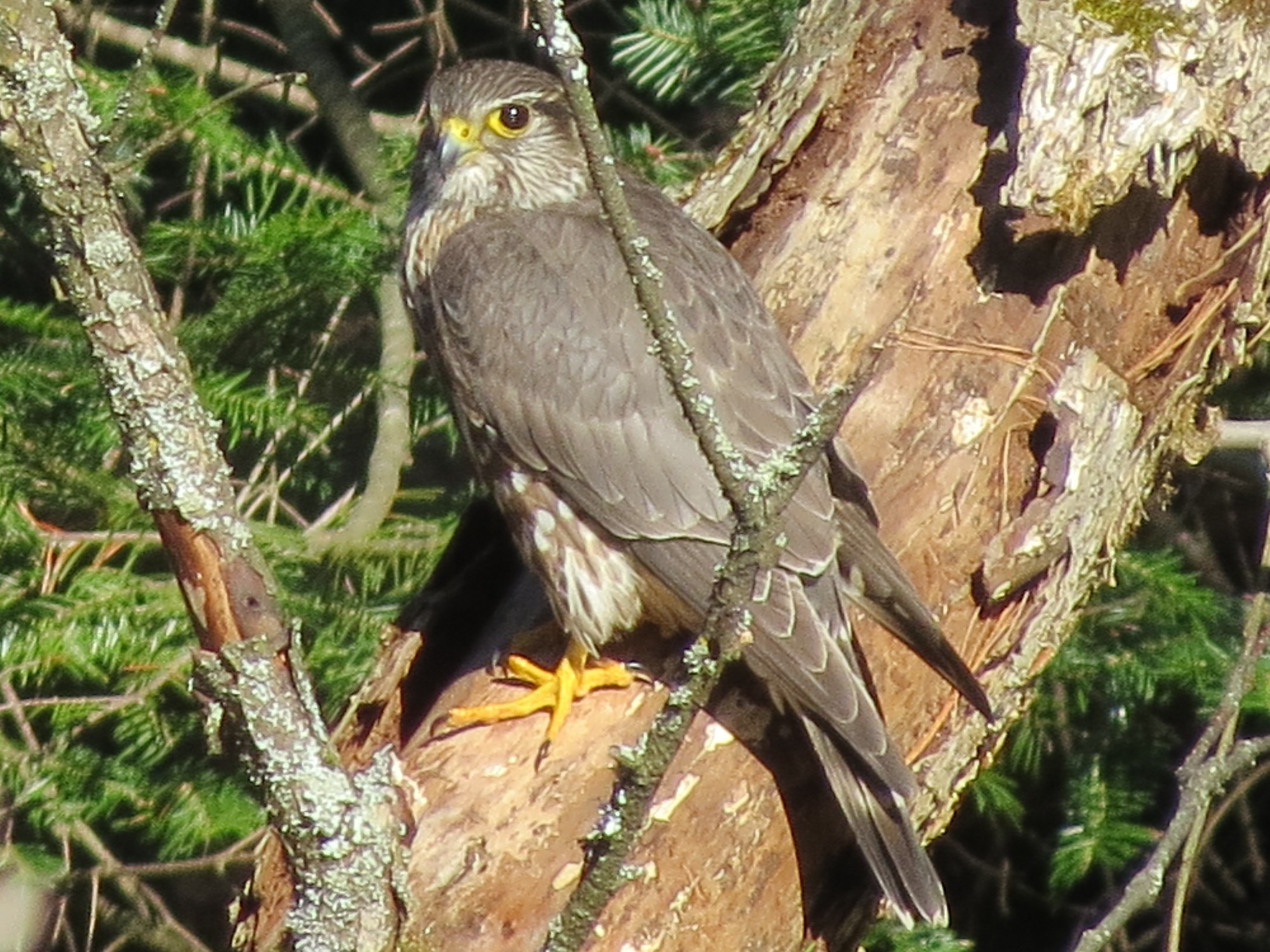 Central Ontario, Canada. Merlin, right? r/whatsthisbird