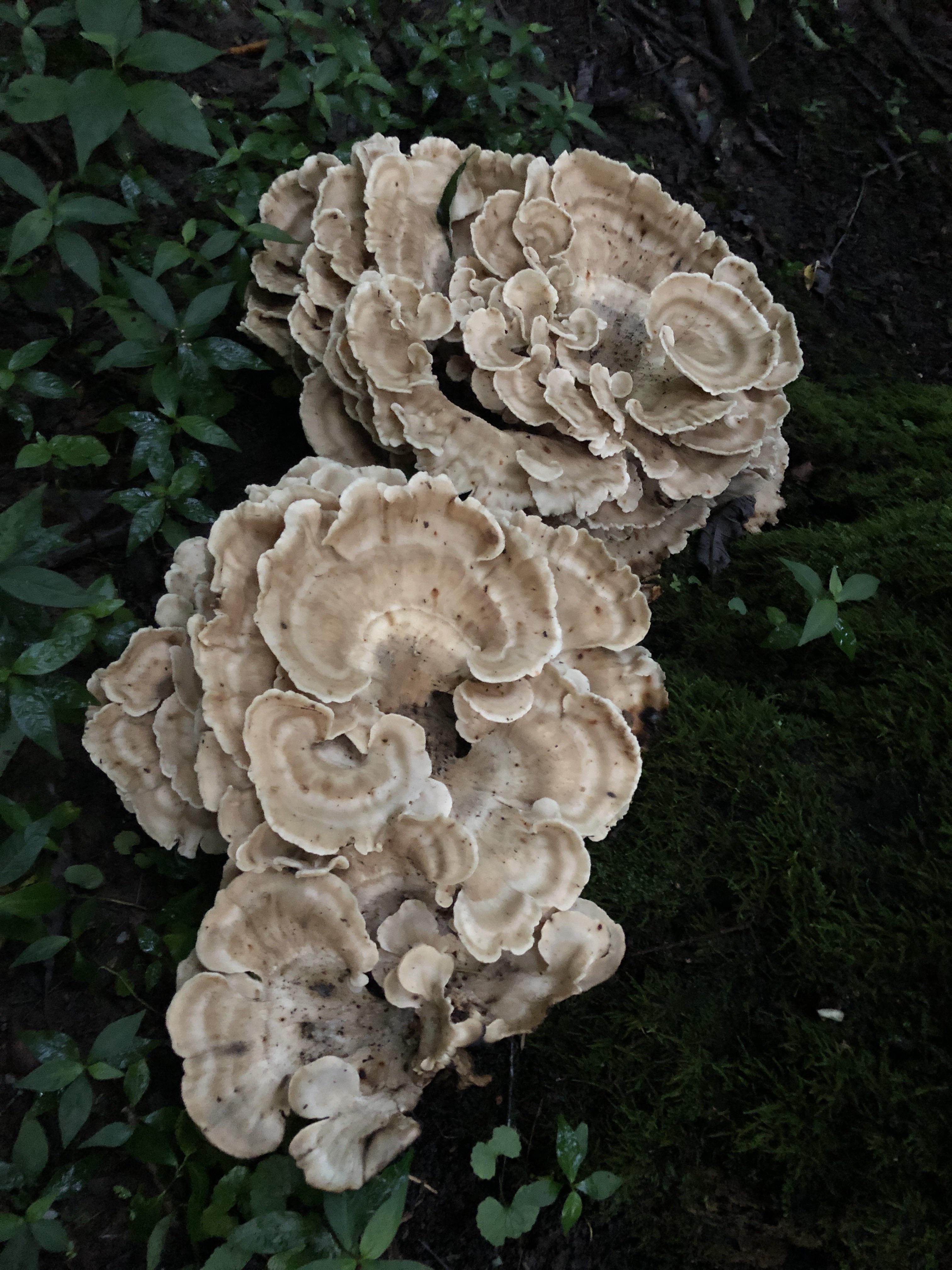 Is this a hen of the woods or a black stained polypore? I find gigantic