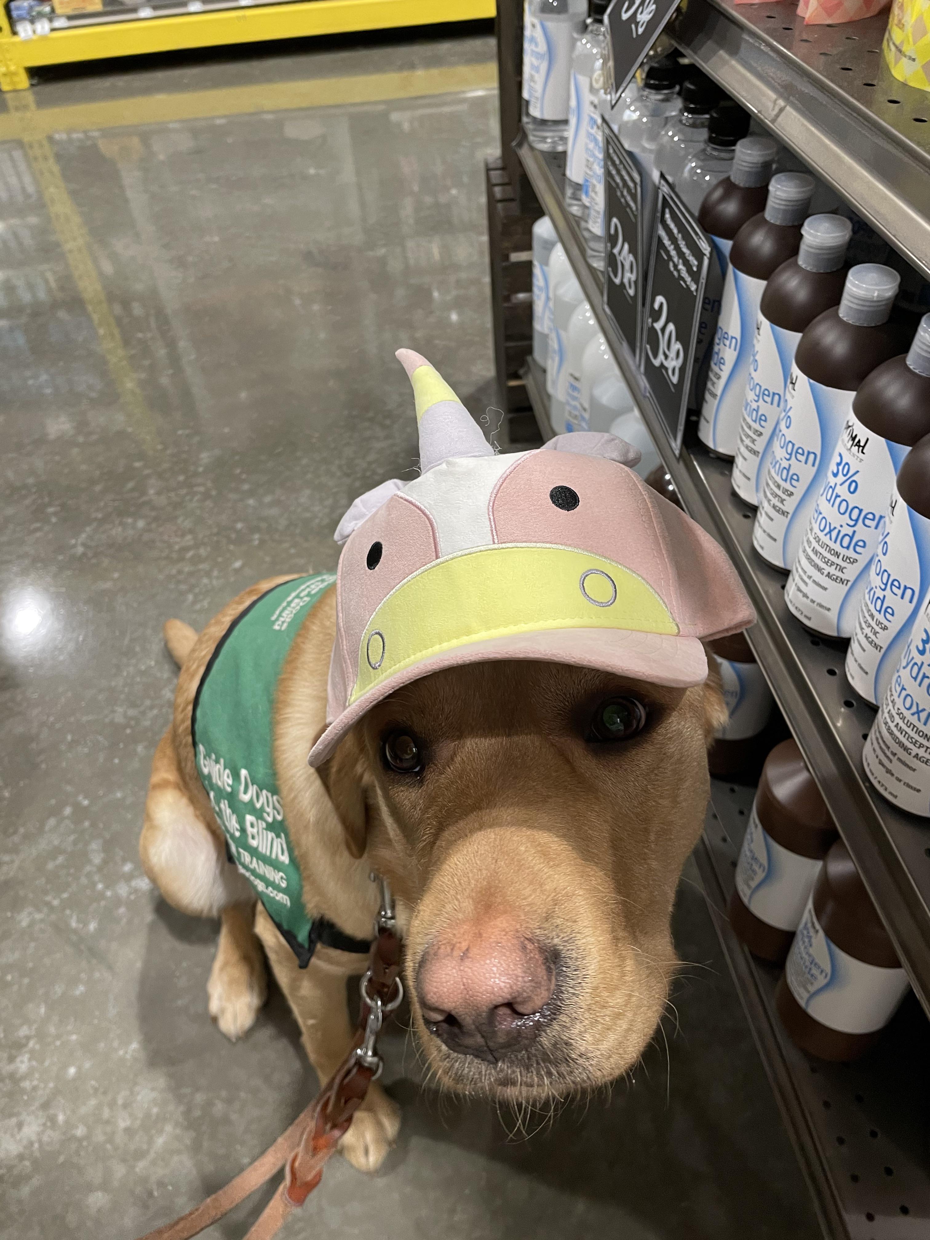 Hobson, Guide Dogs for the Blind puppyintraining, considers ‘unicorn