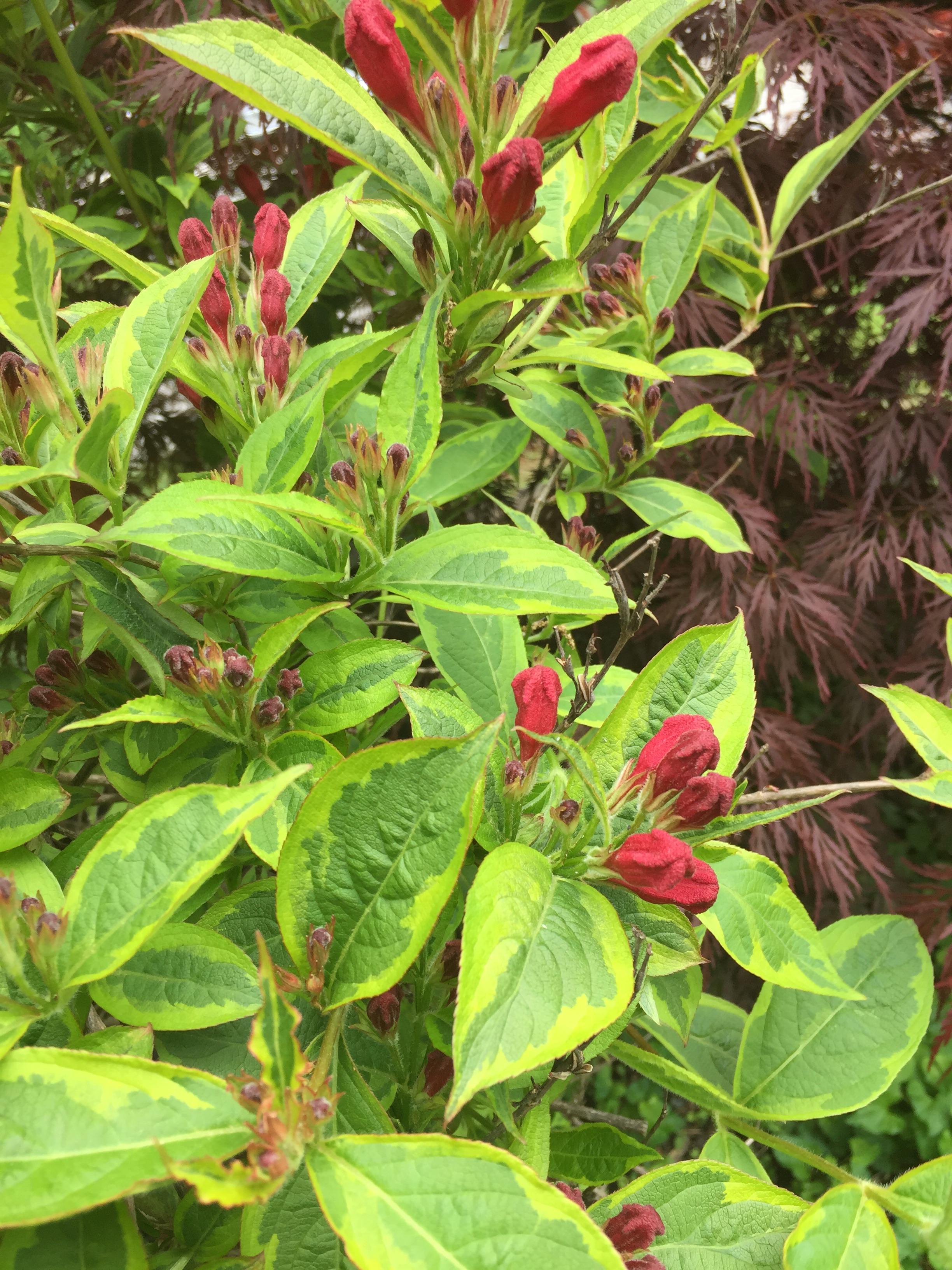 SE PA, Zone 7a beautiful flowering shrub...of some kind. The leaves