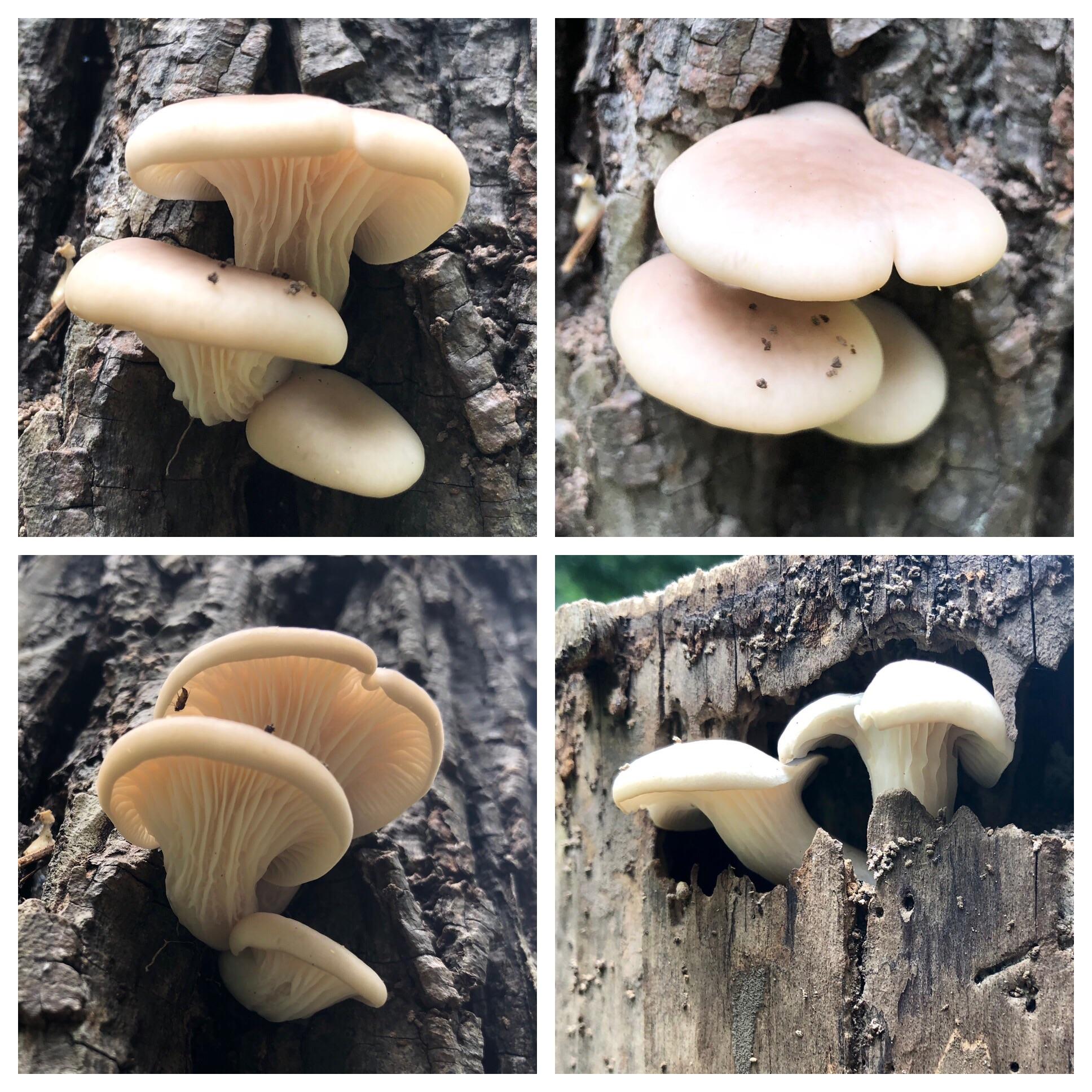 Oyster mushrooms? Kinda looks like the pics I’ve found, but a lot of