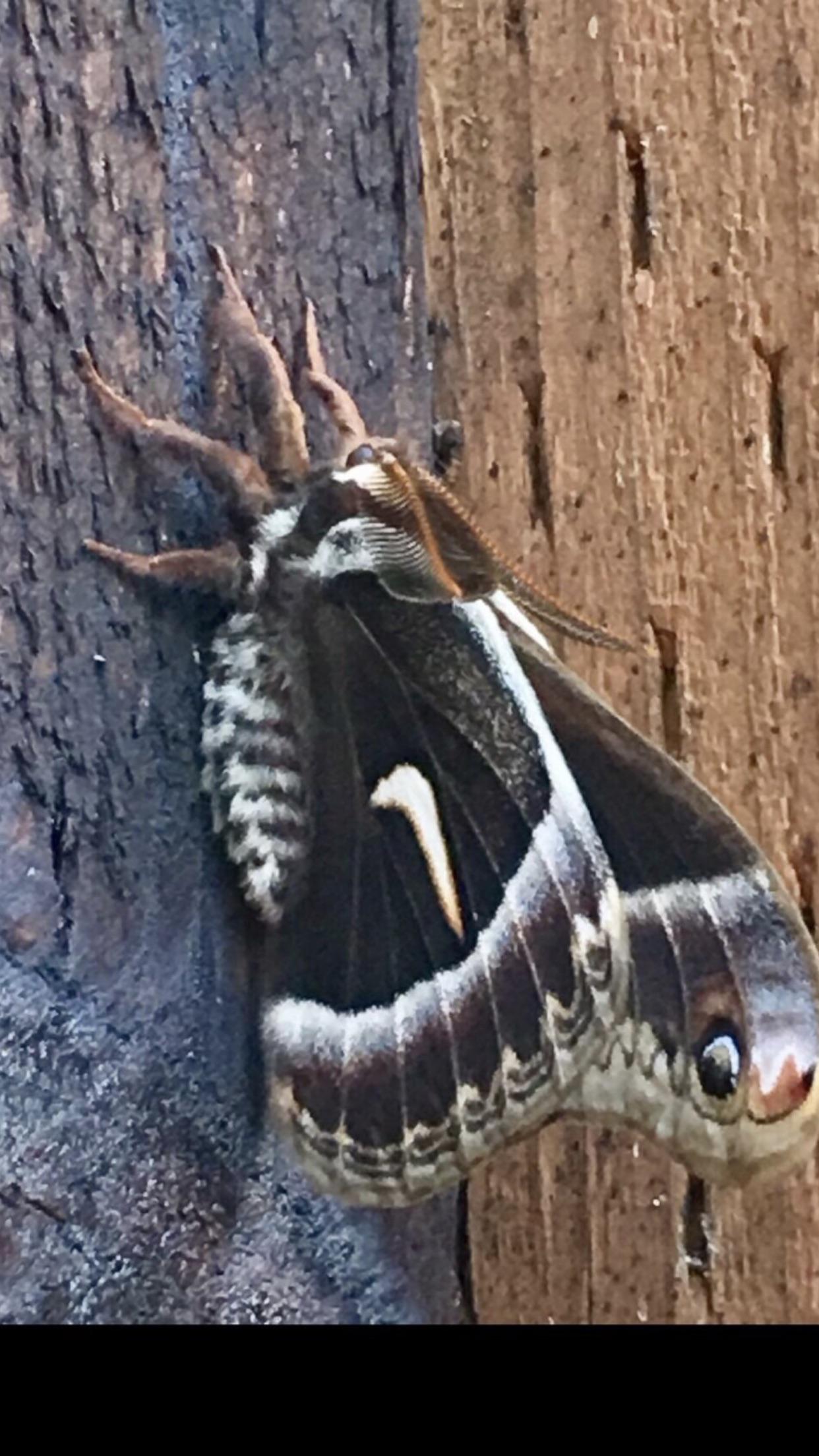 What type of moth is this? Really don’t have a region just saw the