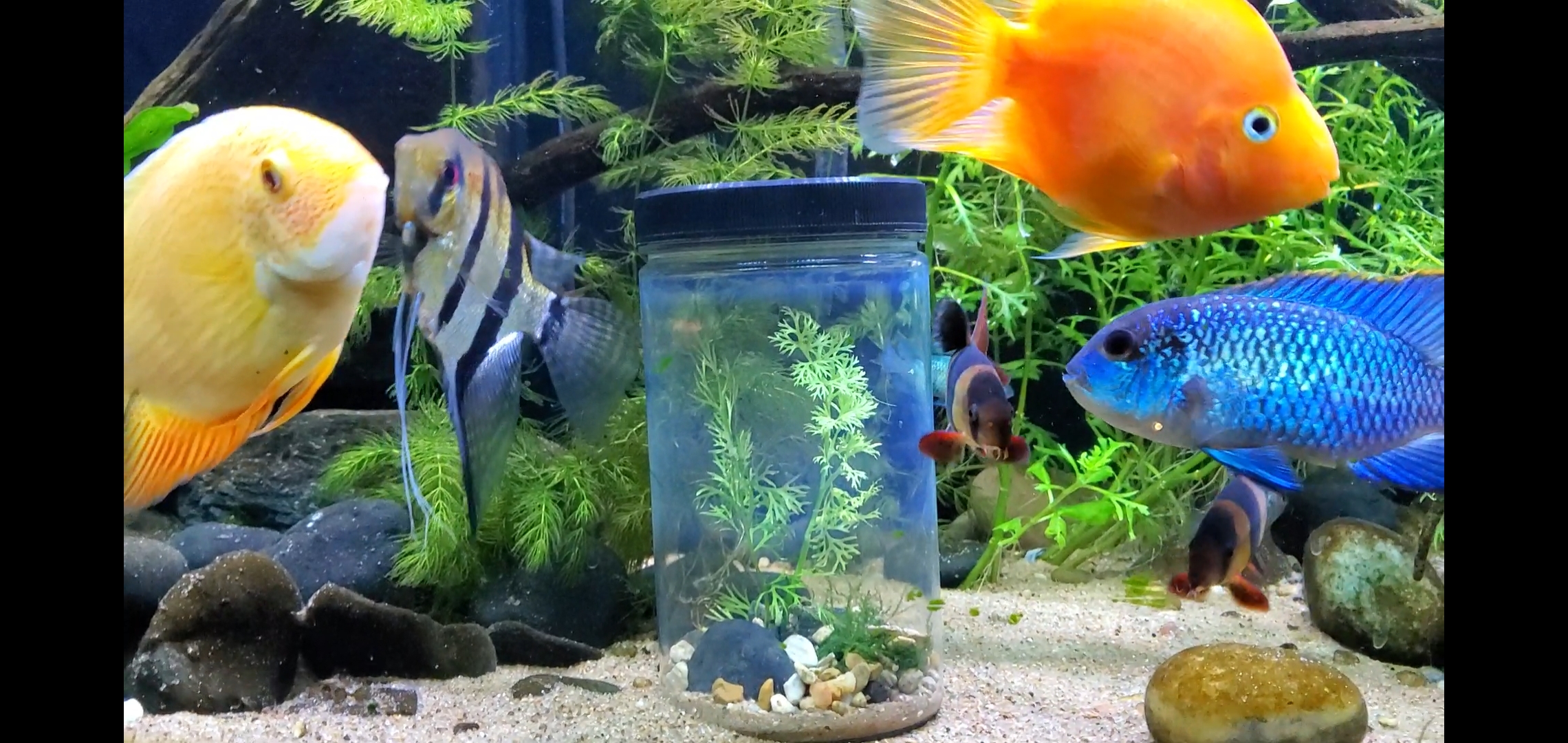 I made a a mini jar aquarium for my fish r/Aquariums