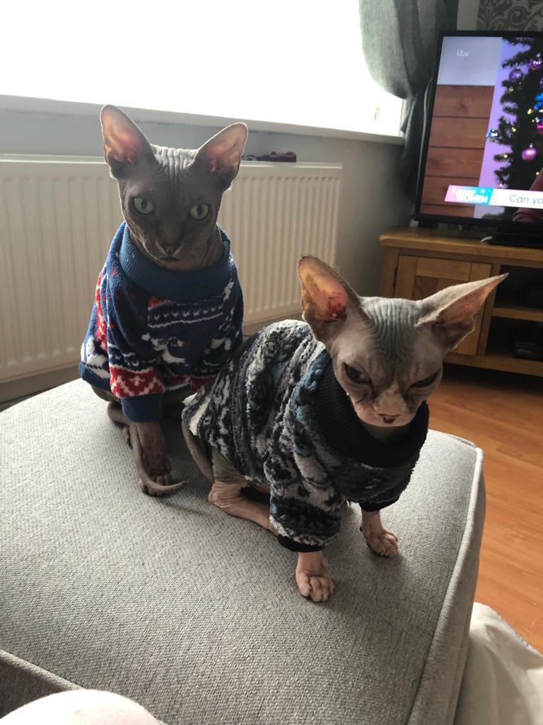 Does anyone else have a very vocal Sphynx? One of mine spends his day screaming about nothing in