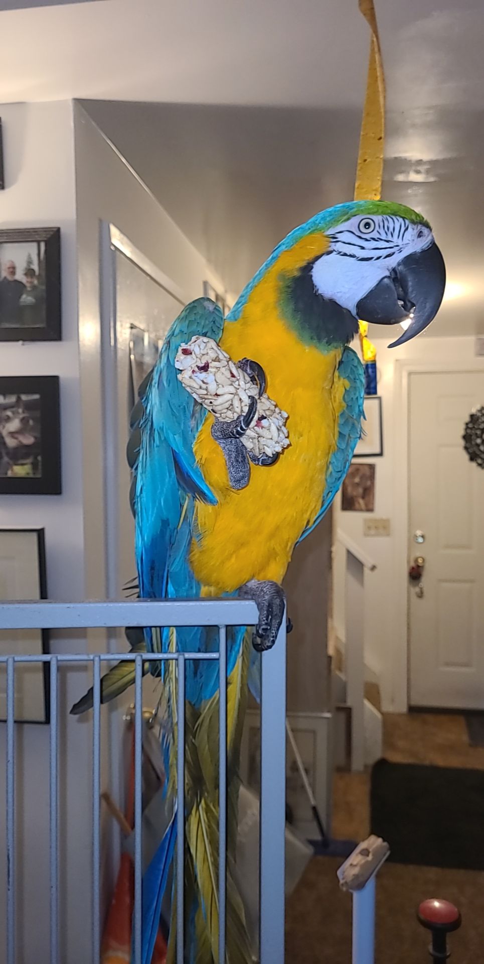 Enjoying a homemade rice puff roll with his favorite berries r/parrots