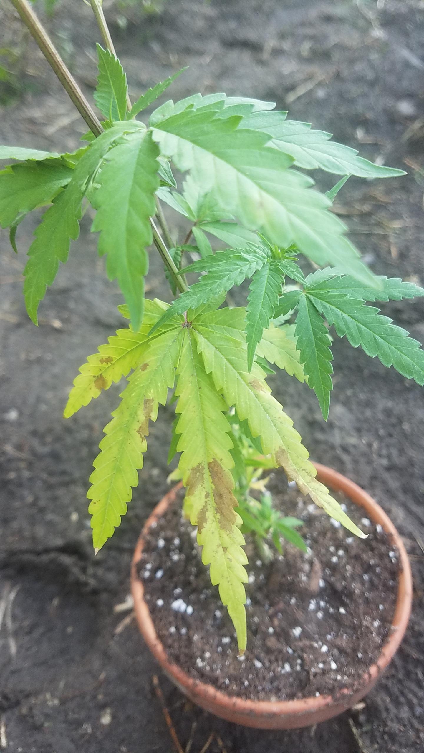 New grower needs help! Any idea what this discoloration could mean