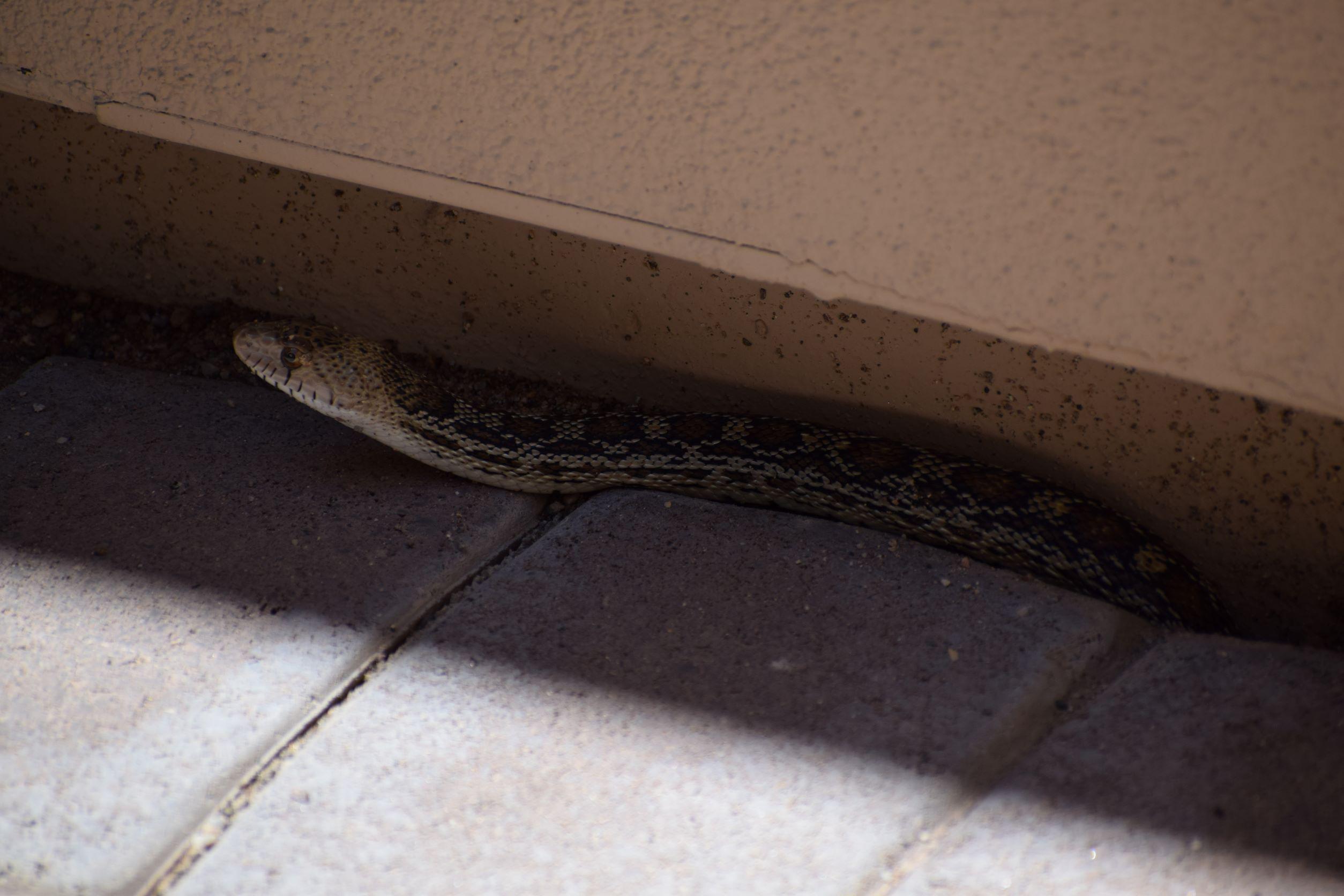 Just found this guy at front door of my house. Built a nice little nest