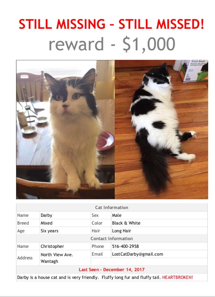 Missing Cat North Wantagh 1000 Reward r/longisland