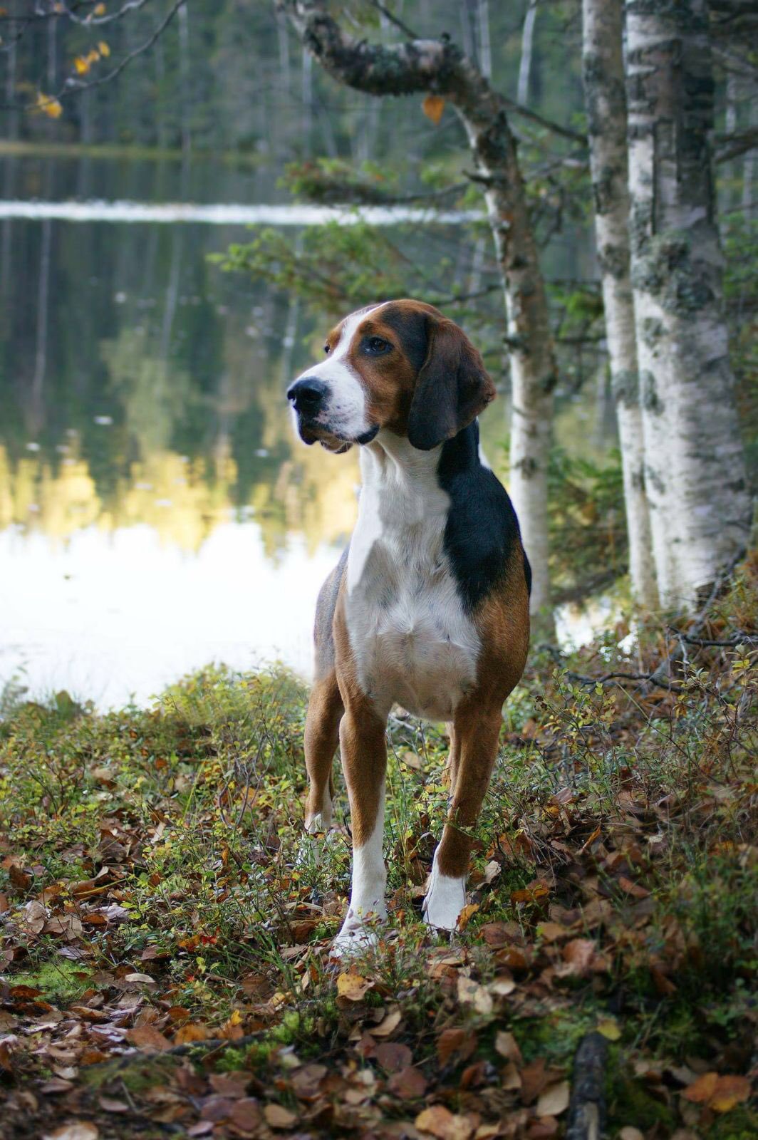 [Dogs of Europe] Finnish hound r/europe