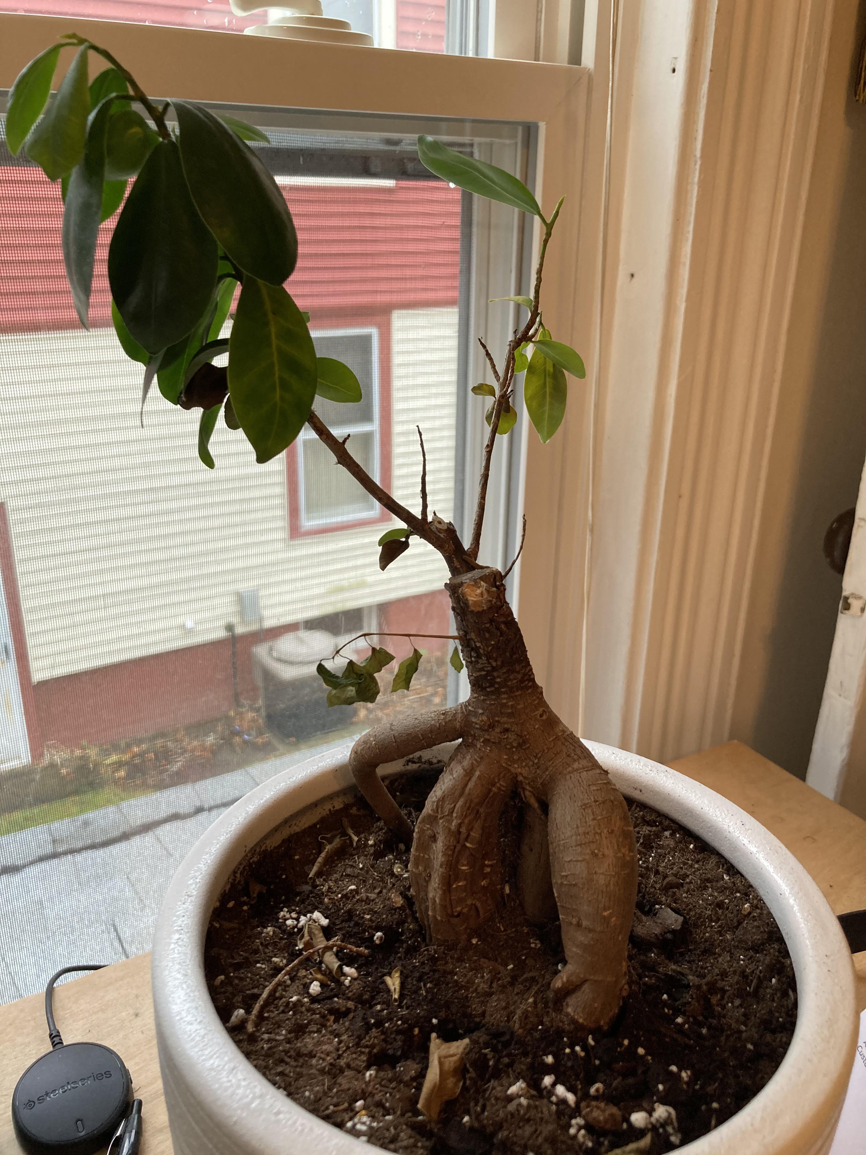 Is my Ginseng Ficus Bonsai dying? r/plantclinic
