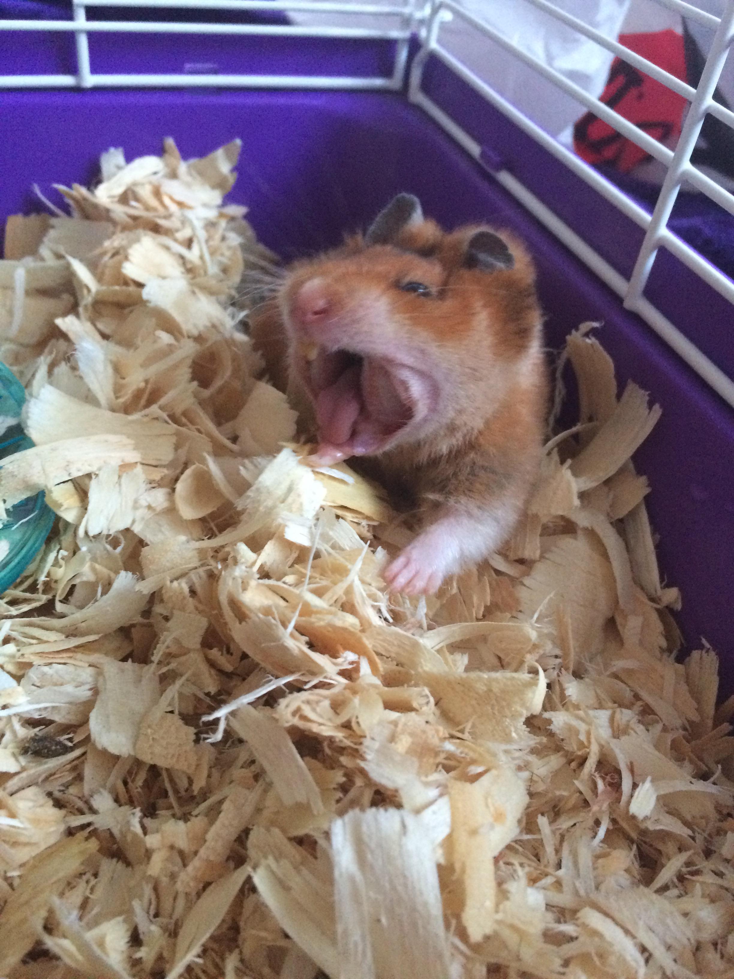 I am hamster, Hear me roar r/hamsters
