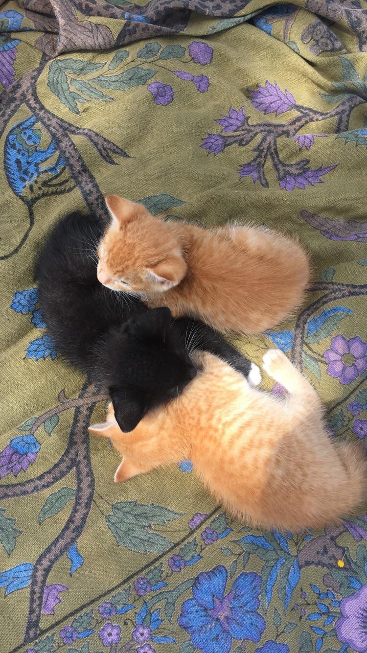 Kittens enjoying nature. aww