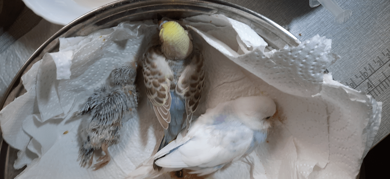 Why does my budgie like to nibble my nails when she perche's on my