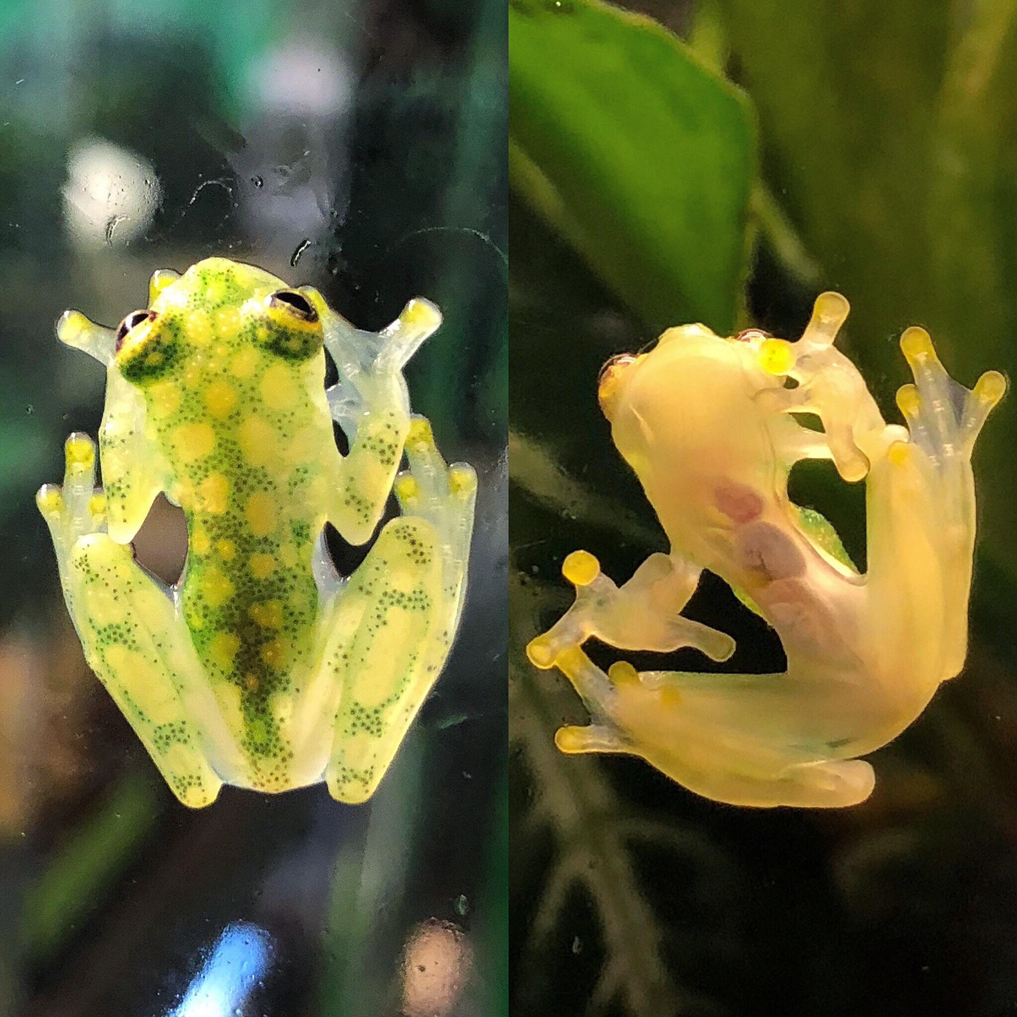 🔥 I’m a wildlife conservationist and get to work with these amazing glass frogs, take a look