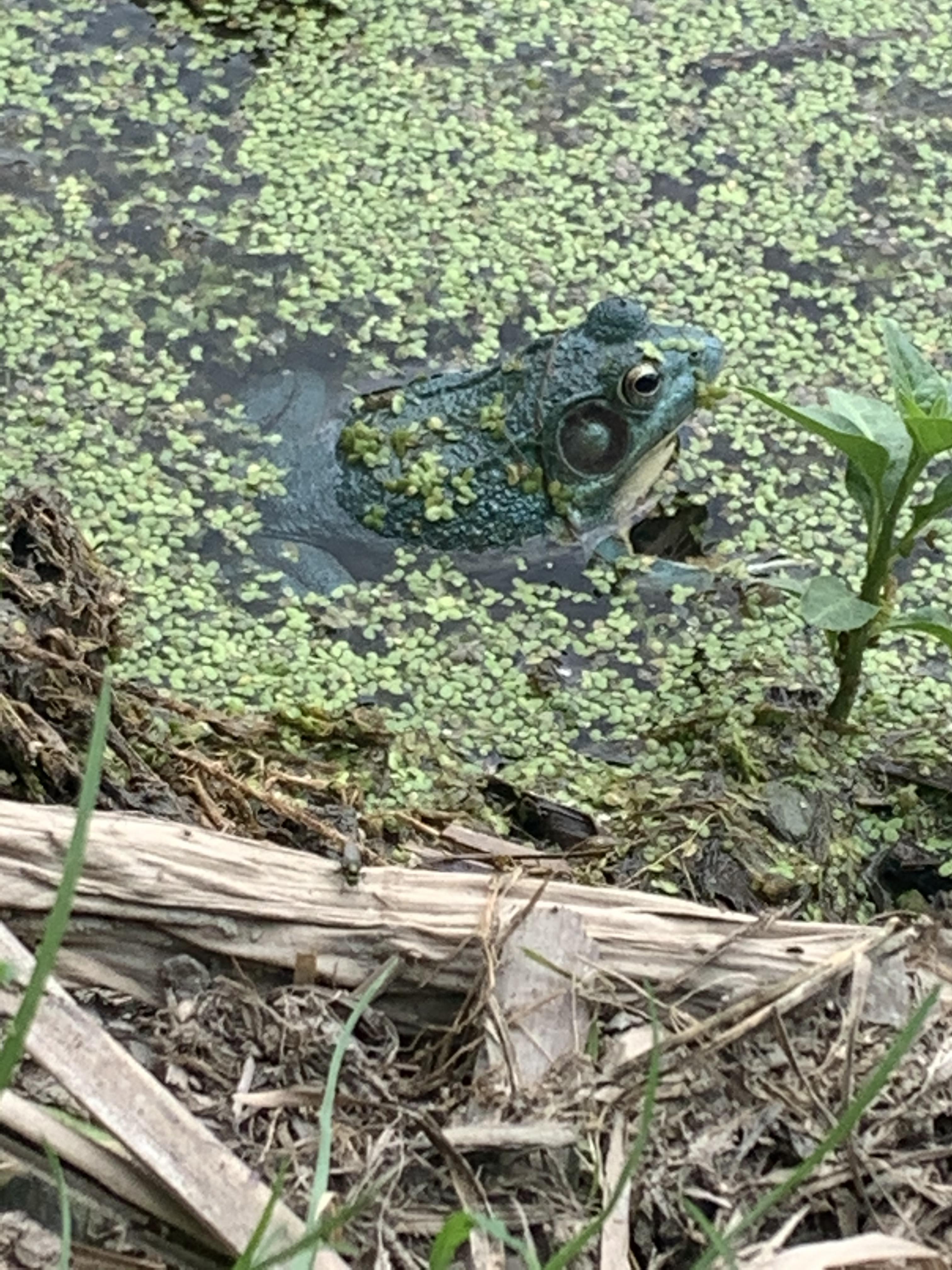 Found a blue green frog in Upstate New York r/frogs