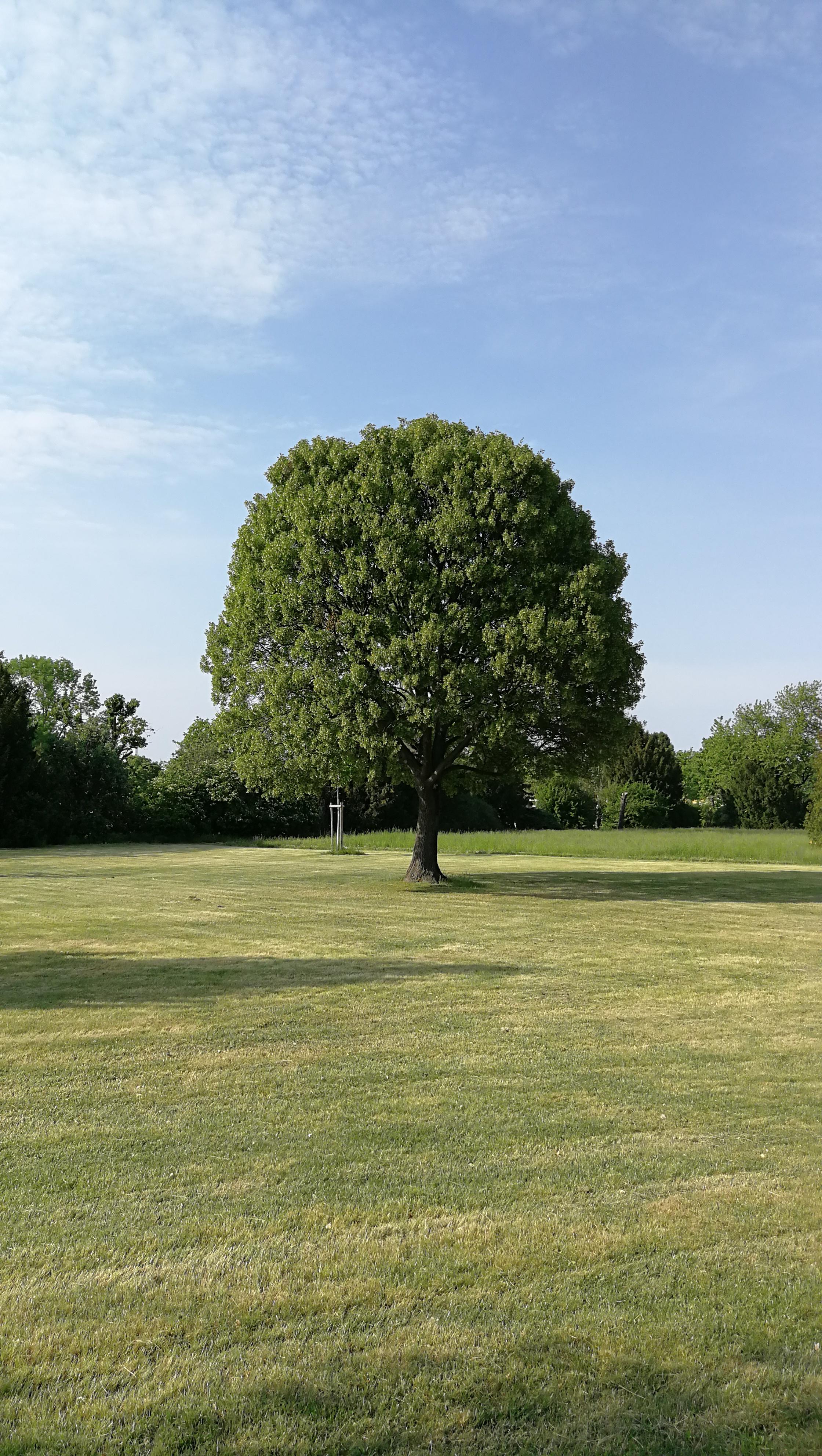 The perfect tree I saw yesterday pics