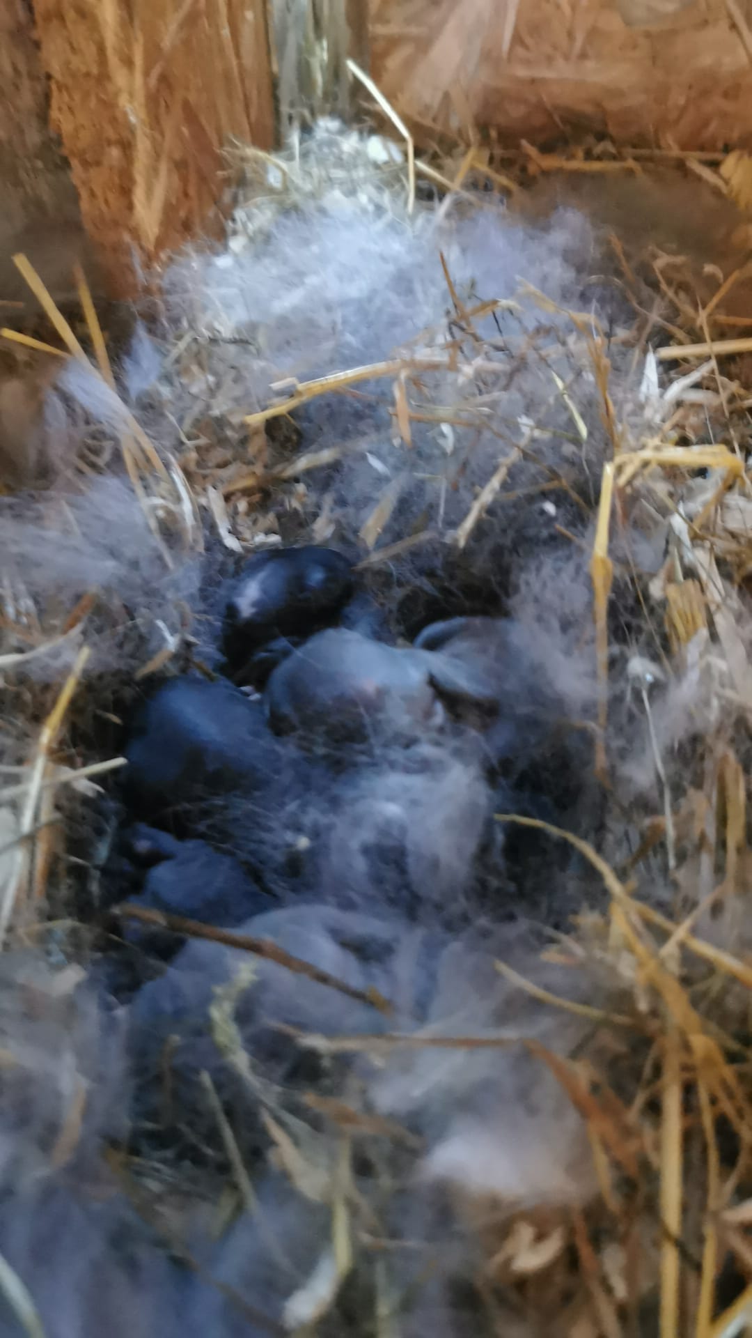 Yesterday our Rabbit momma gave birth to what we believe are at least 5