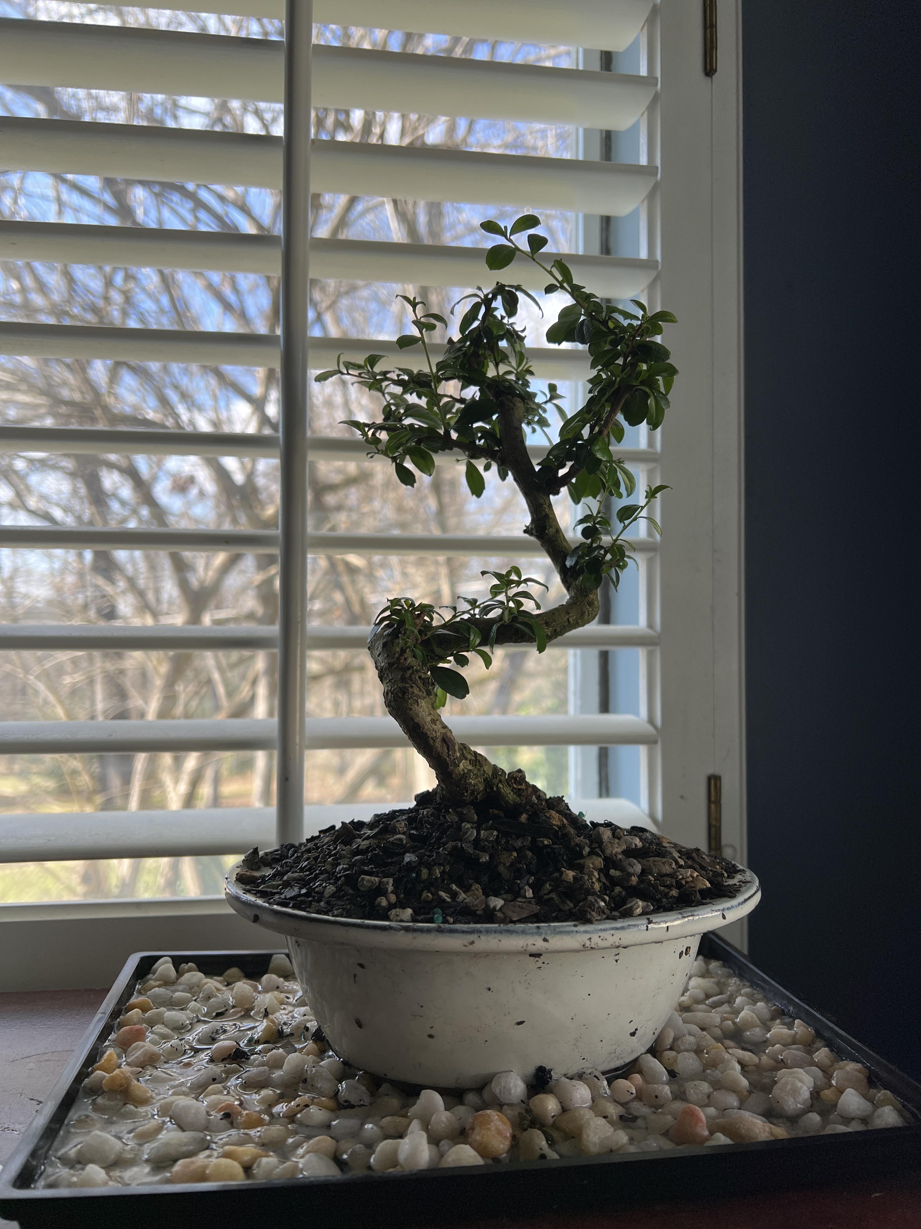 My very first bonsai tree. (Fukien Tea) r/Bonsai