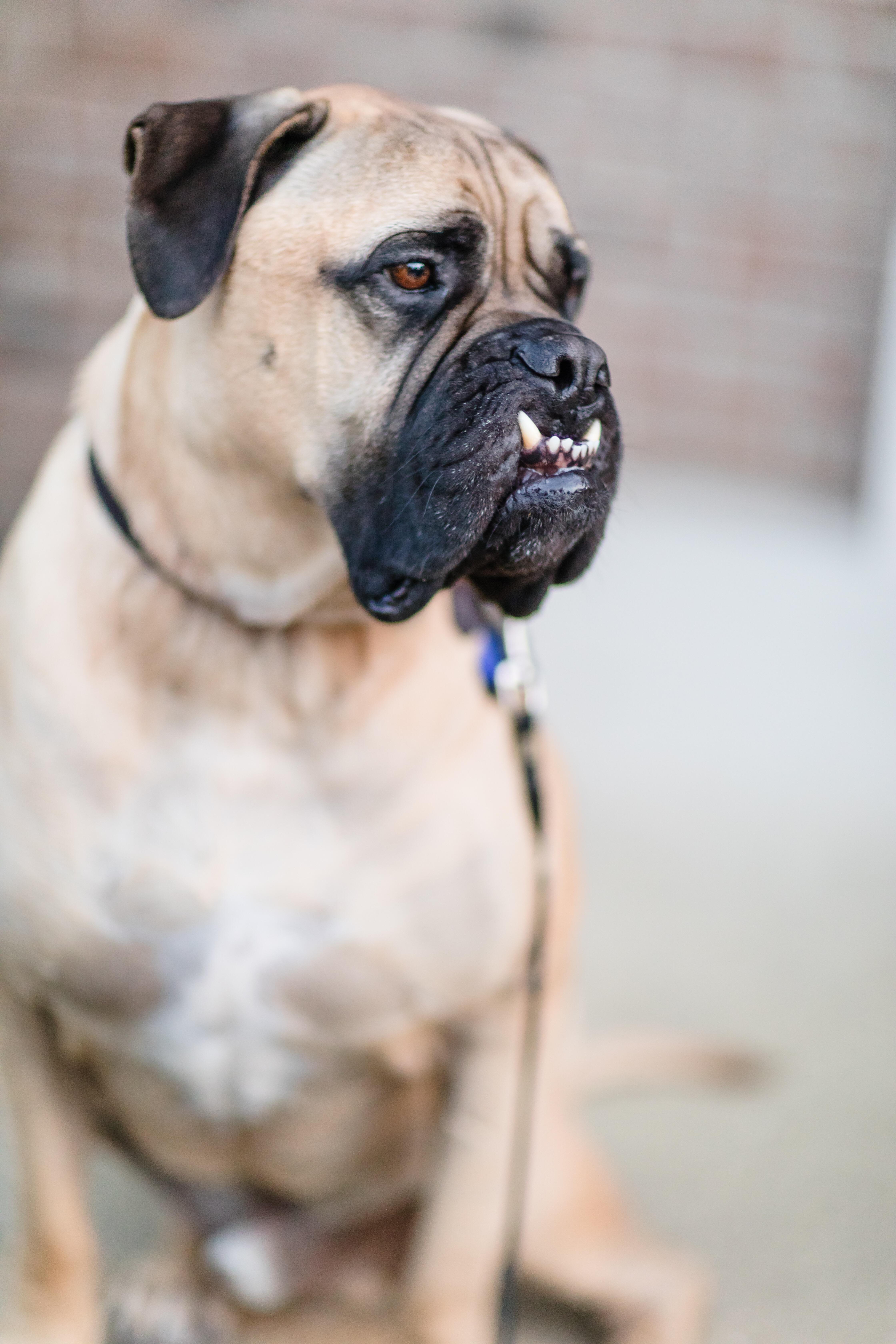 Underbite anyone? r/Bullmastiff