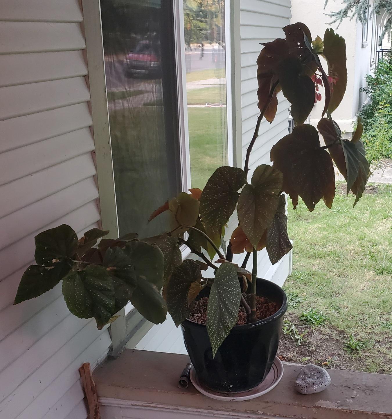 Getting ready to bring my begonias in for the winter. But mama begonia