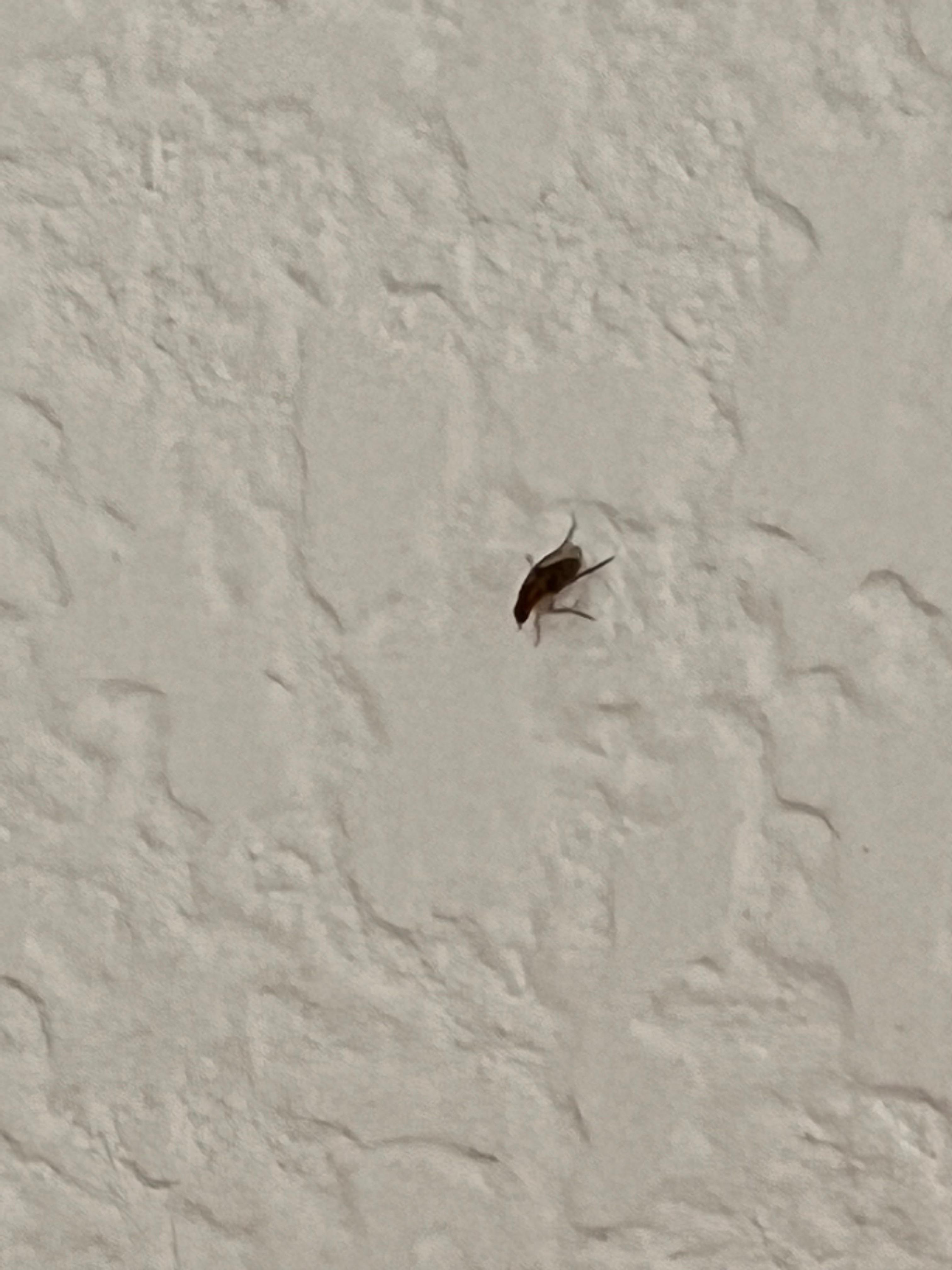 What is this little pest. It is about the size of a gnat and there were