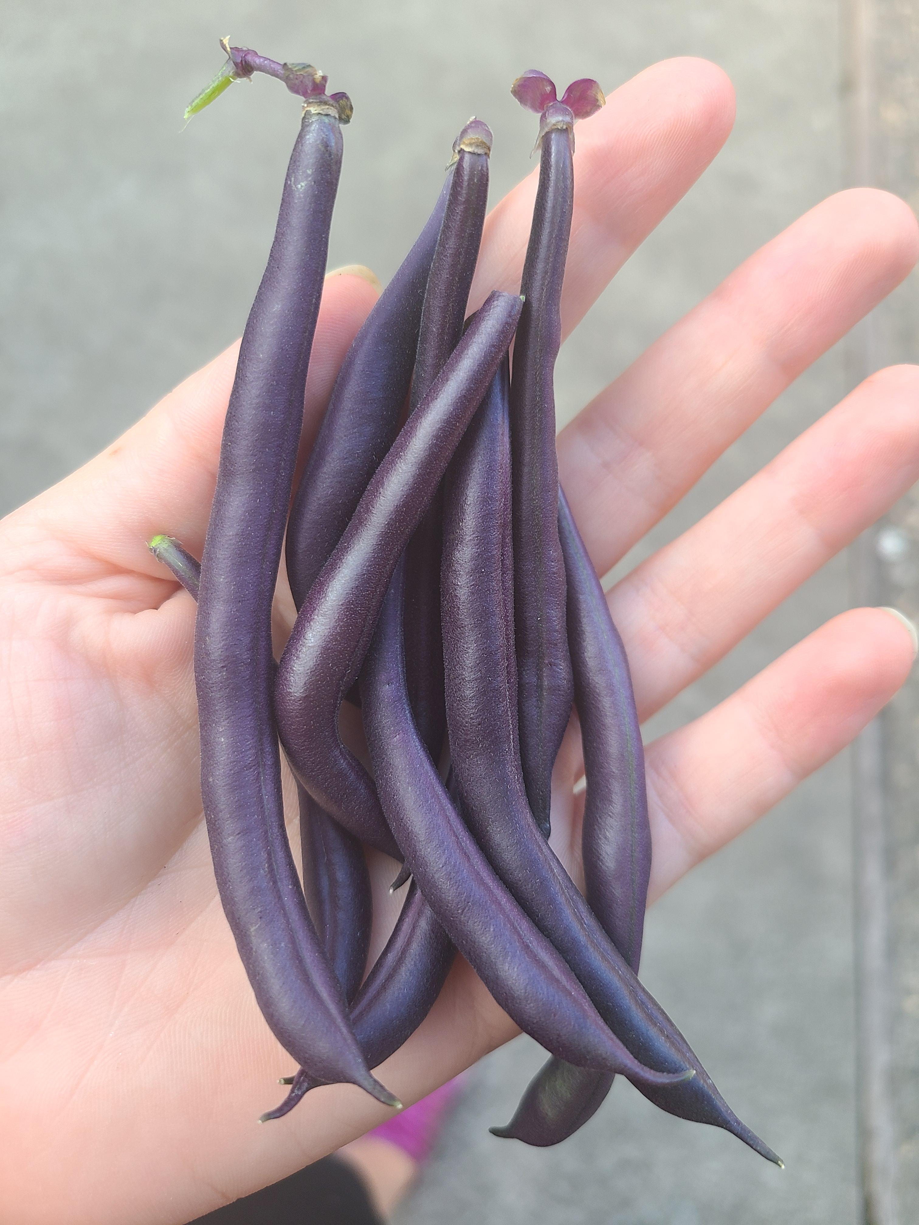 First handful harvest of purple beans! 💜 r/vegetablegardening
