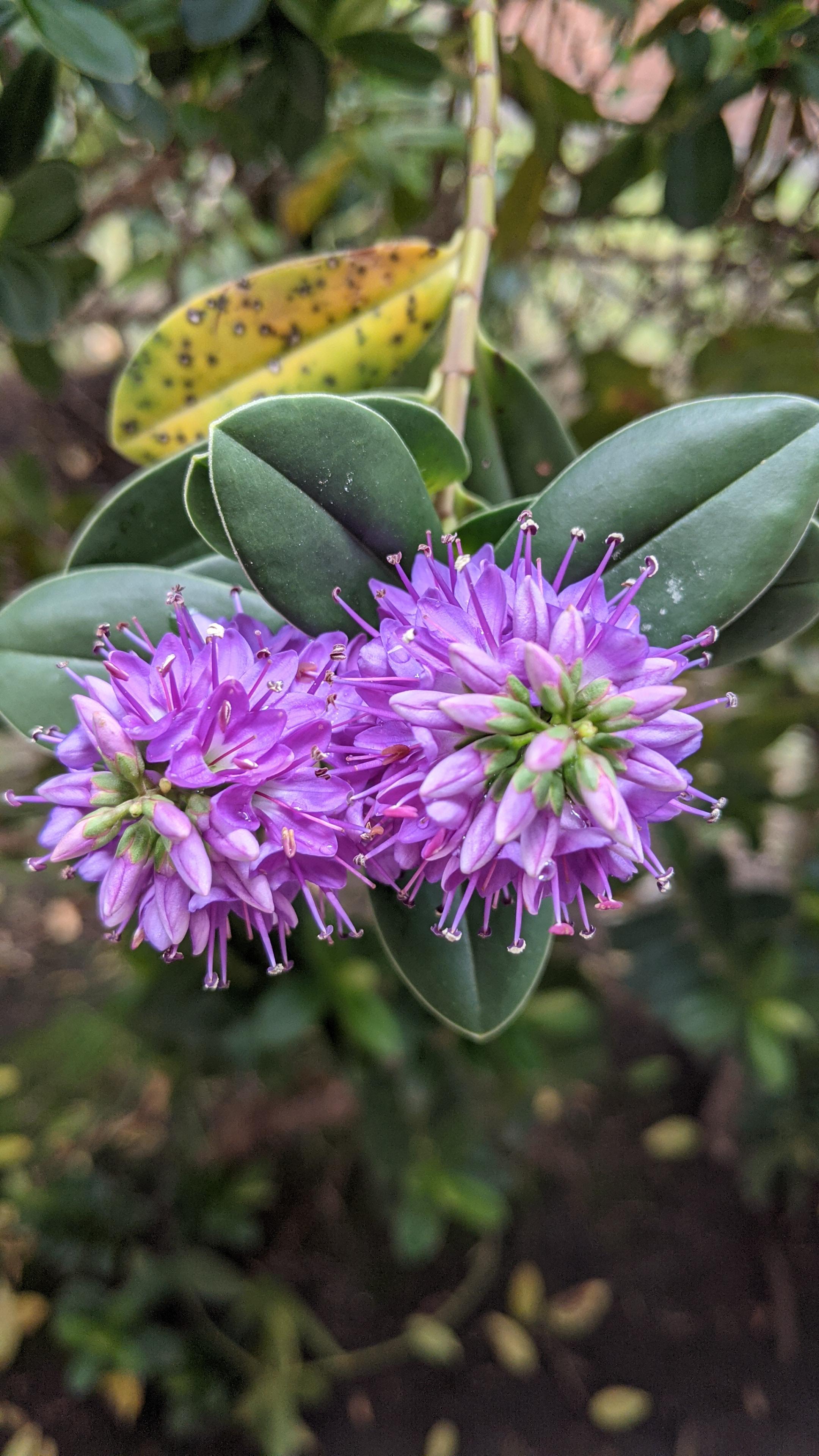 Unknown Flowers blooming on a shrub. Colombia r/pics