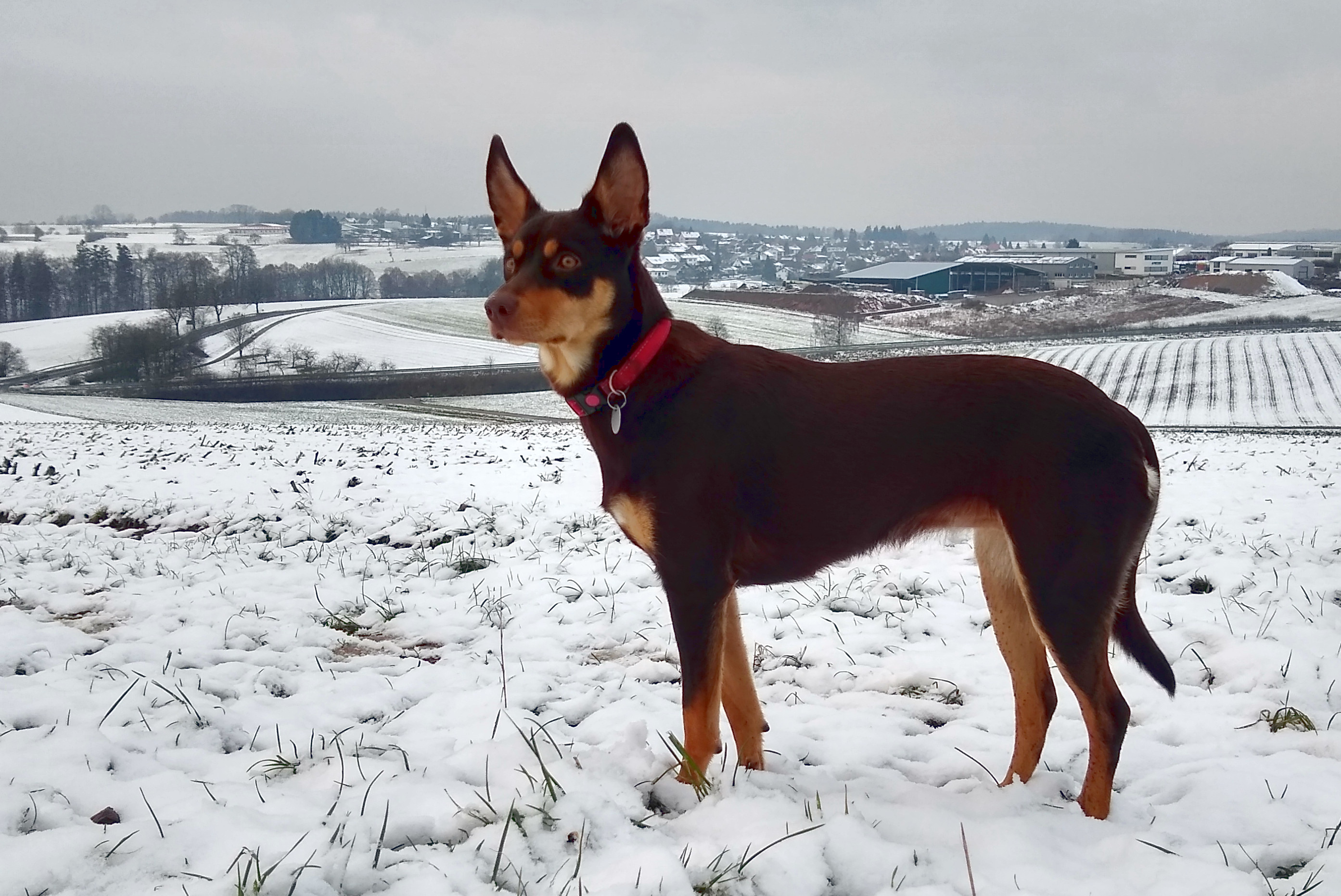 Winter weather in Germany... r/kelpie