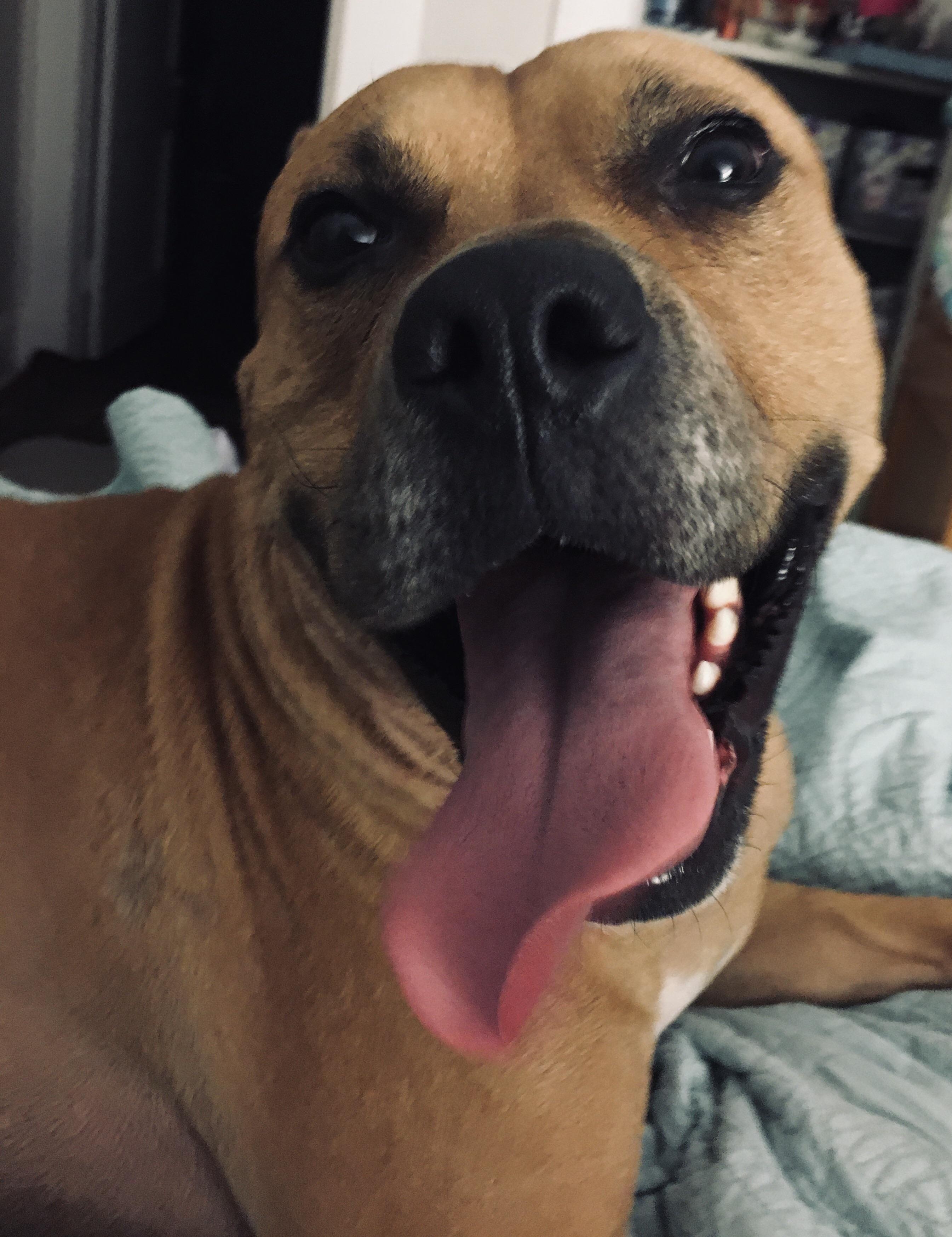 Late night zoomies = happy doggo r/PittieSmiles